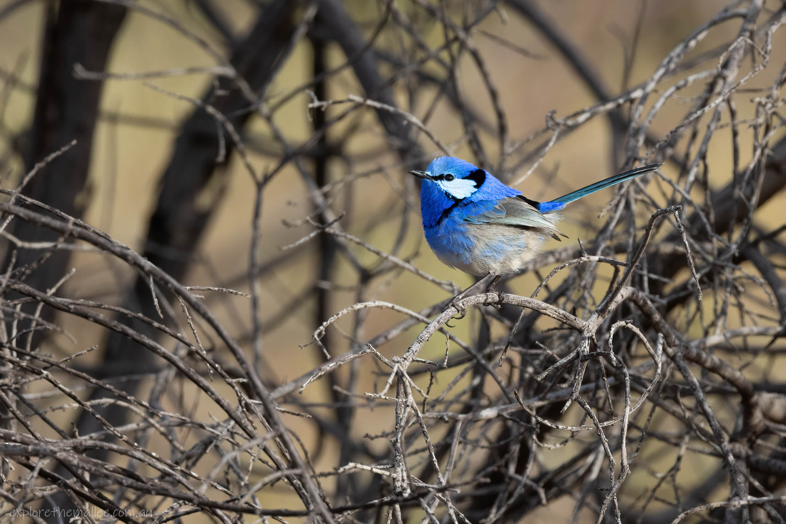 Male Splendid Fairywren (Malurus splendens)
