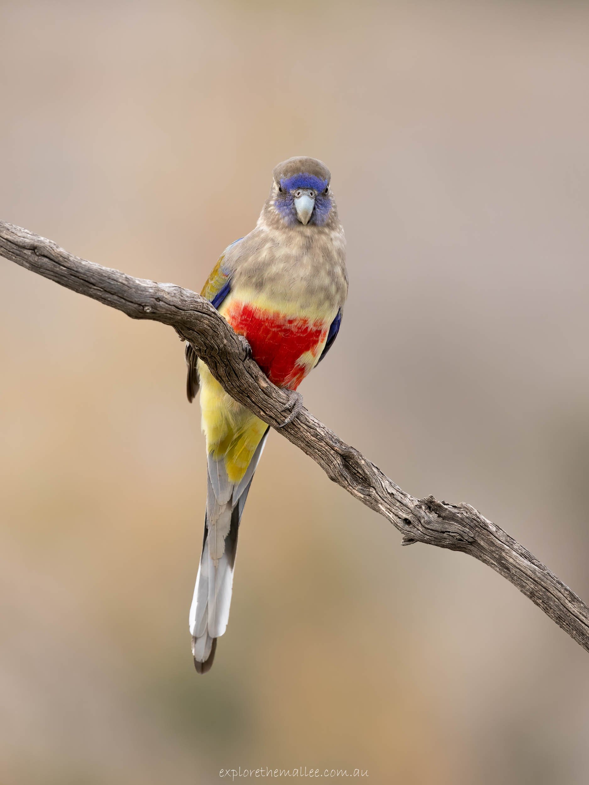 Greater Bluebonnet (Northiella haematogaster)