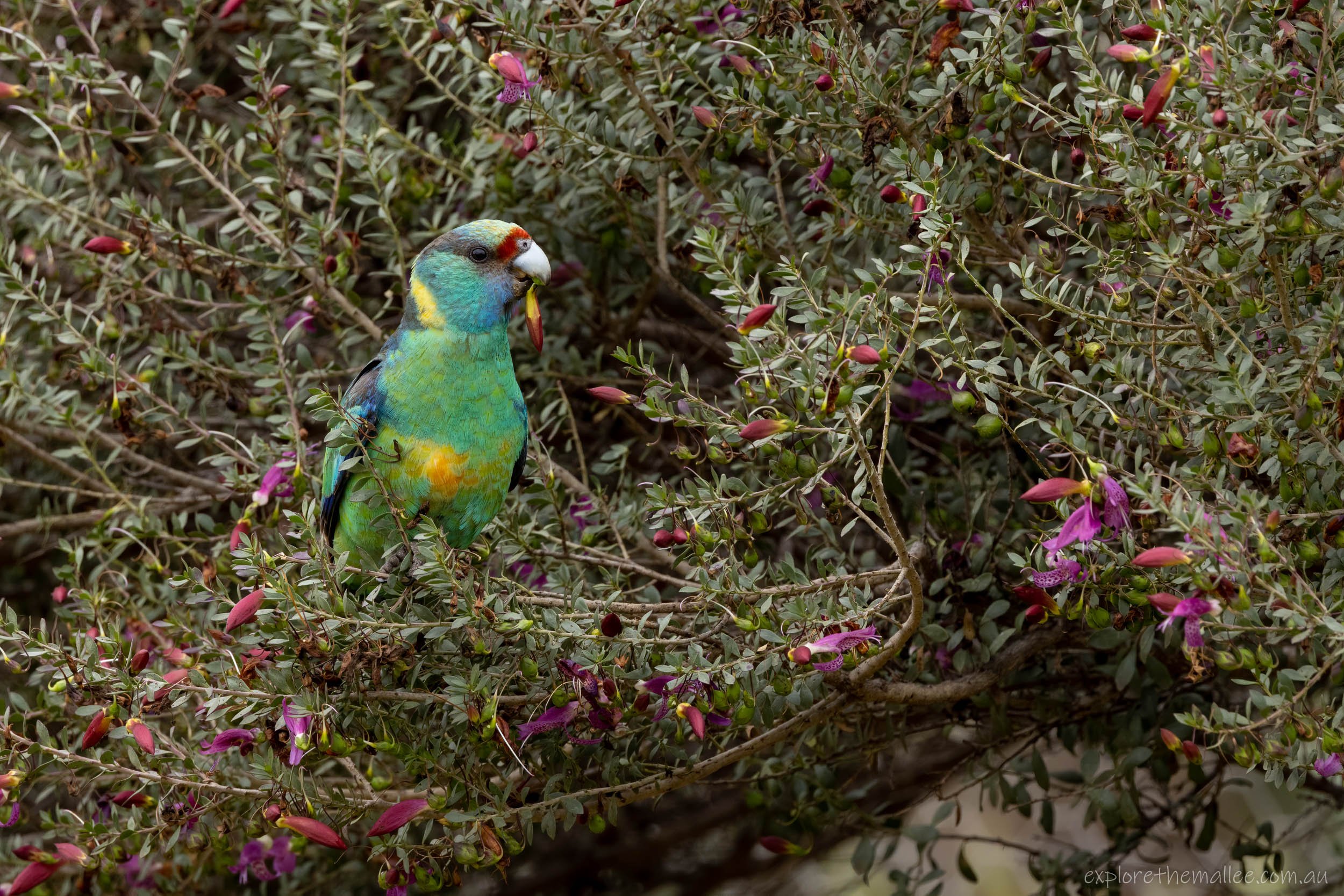 Australian "Mallee" Ringneck (Barnardius zonarius barnardi)