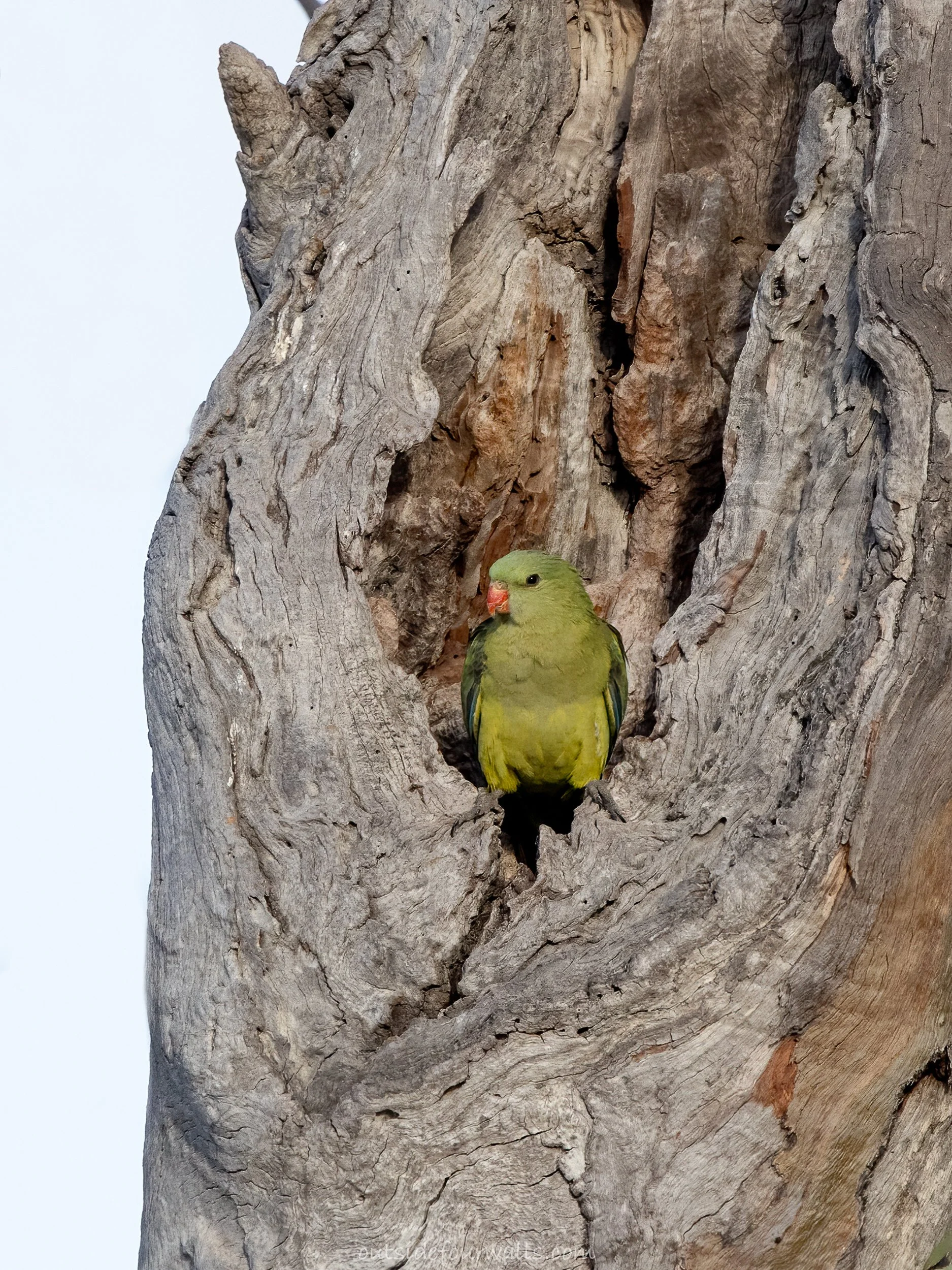 Female Regent Parrot (Polytelis anthopeplus)