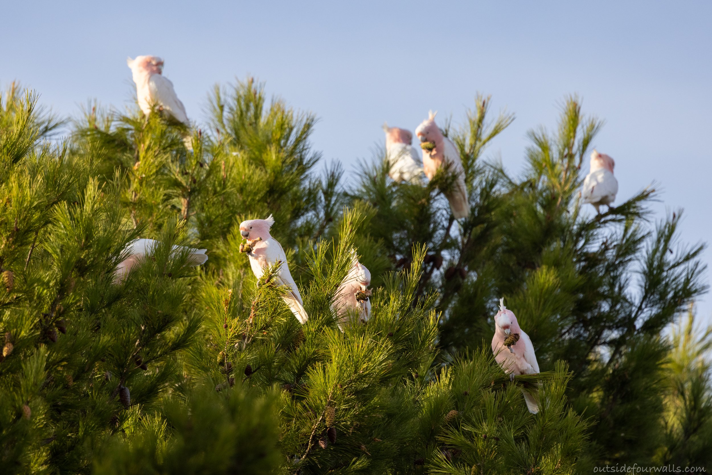 Pink Cockatoos (Lophochroa leadbeateri)