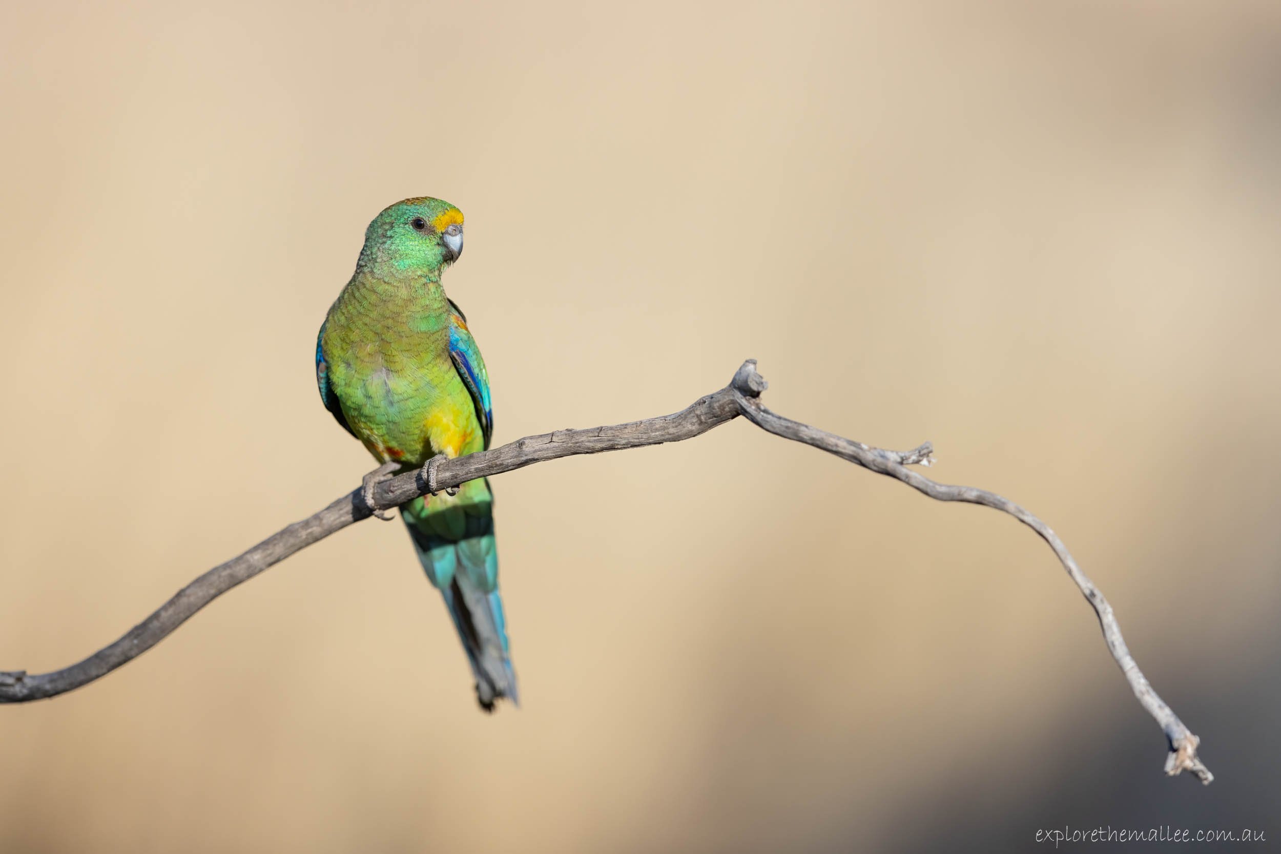 Juvenile male Mulga Parrot (Psephotus varius)