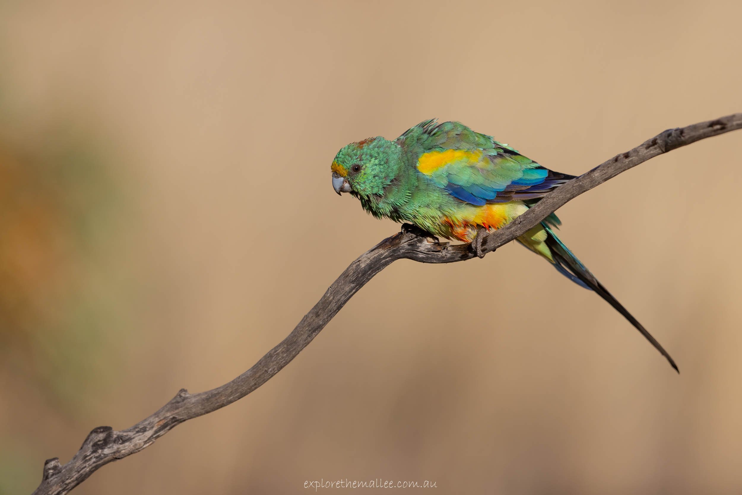 Male Mulga Parrot (Psephotus varius)