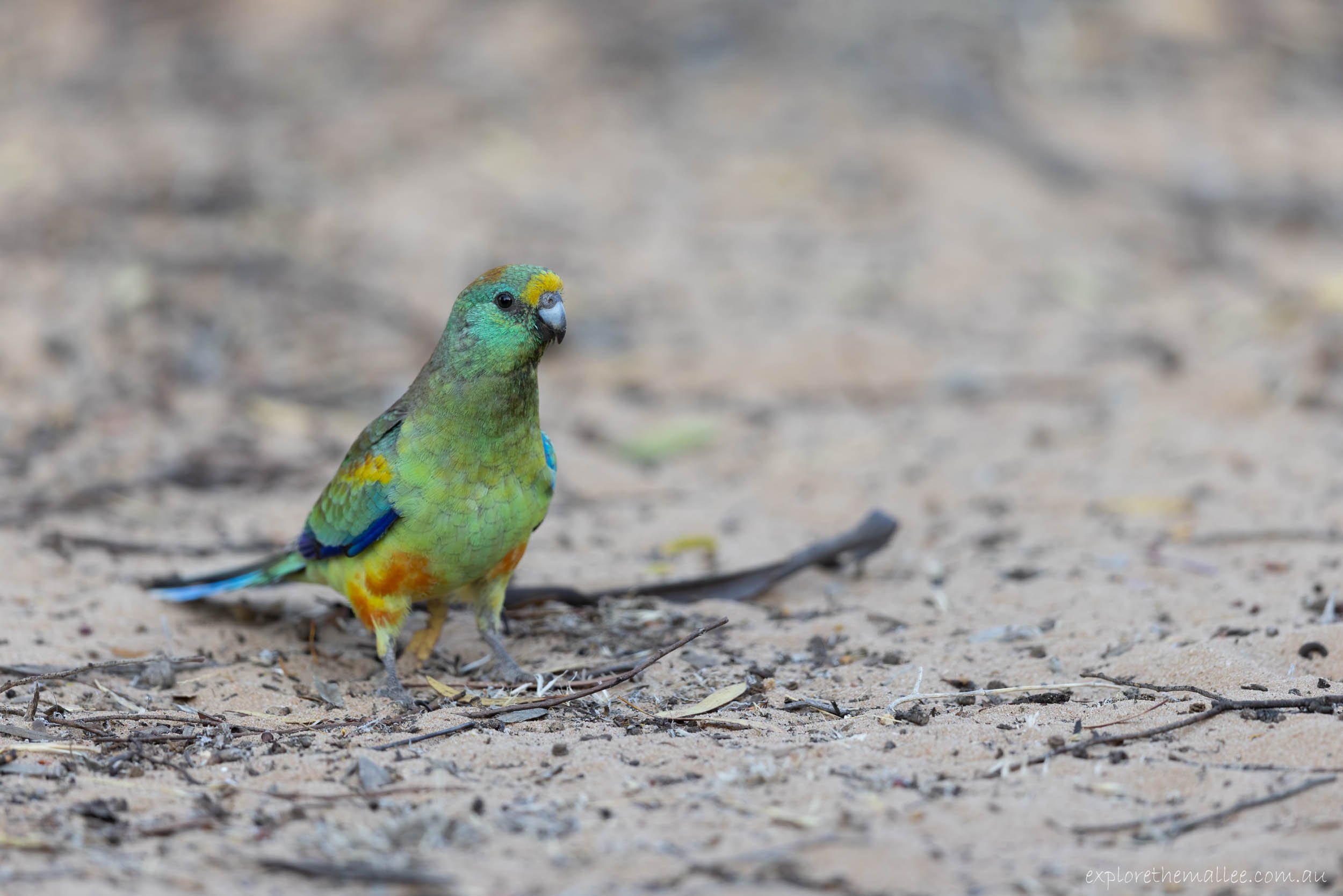 Male Mulga Parrot (Psephotus varius)