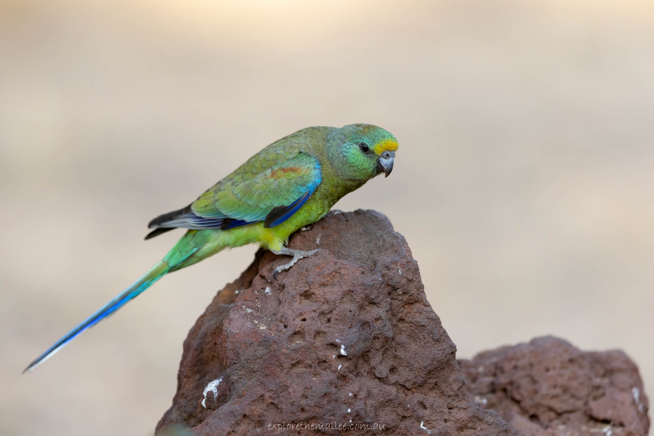 Juvenile male Mulga Parrot (Psephotus varius)
