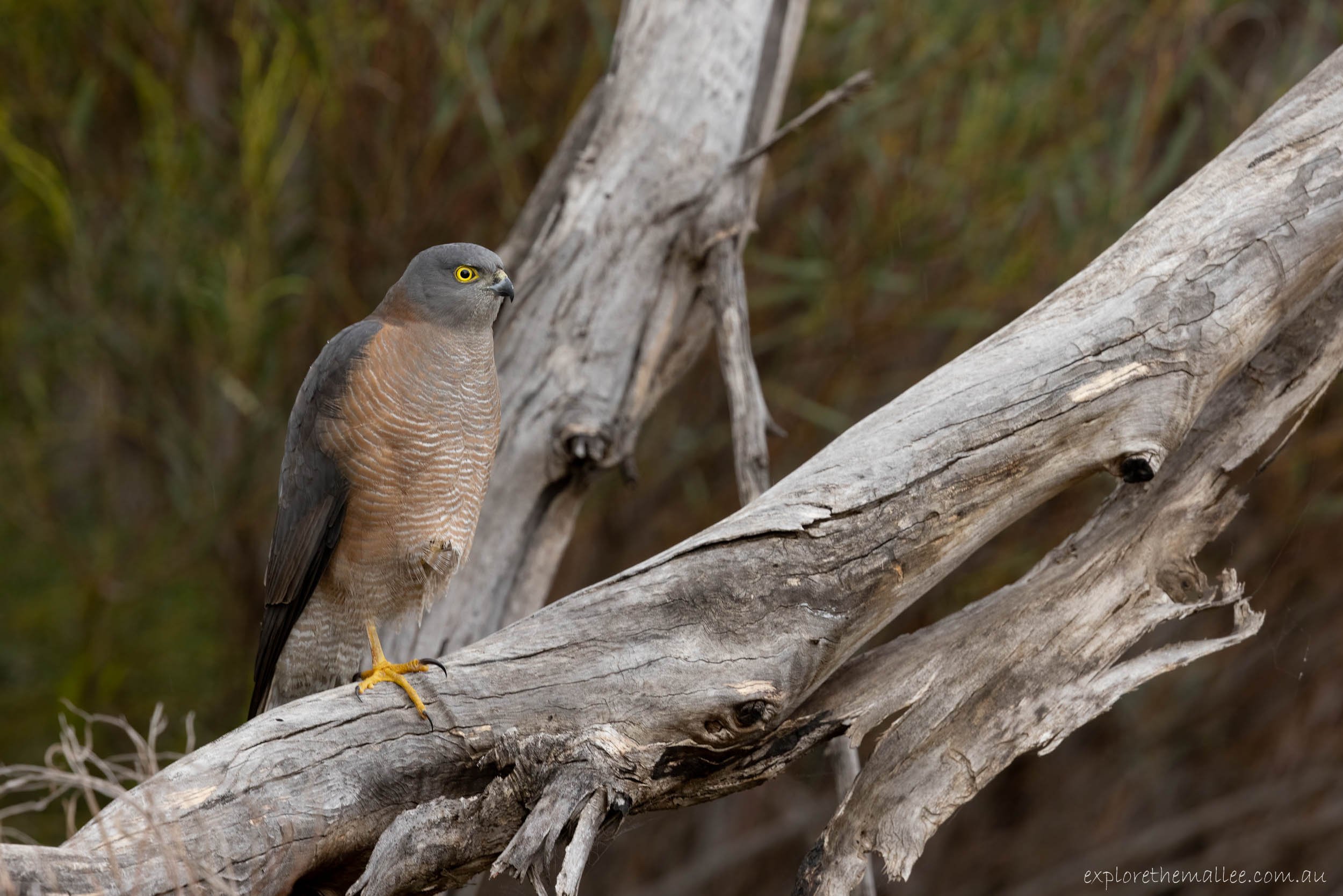 Collared Sparrowhawk (Accipiter cirrocephalus)
