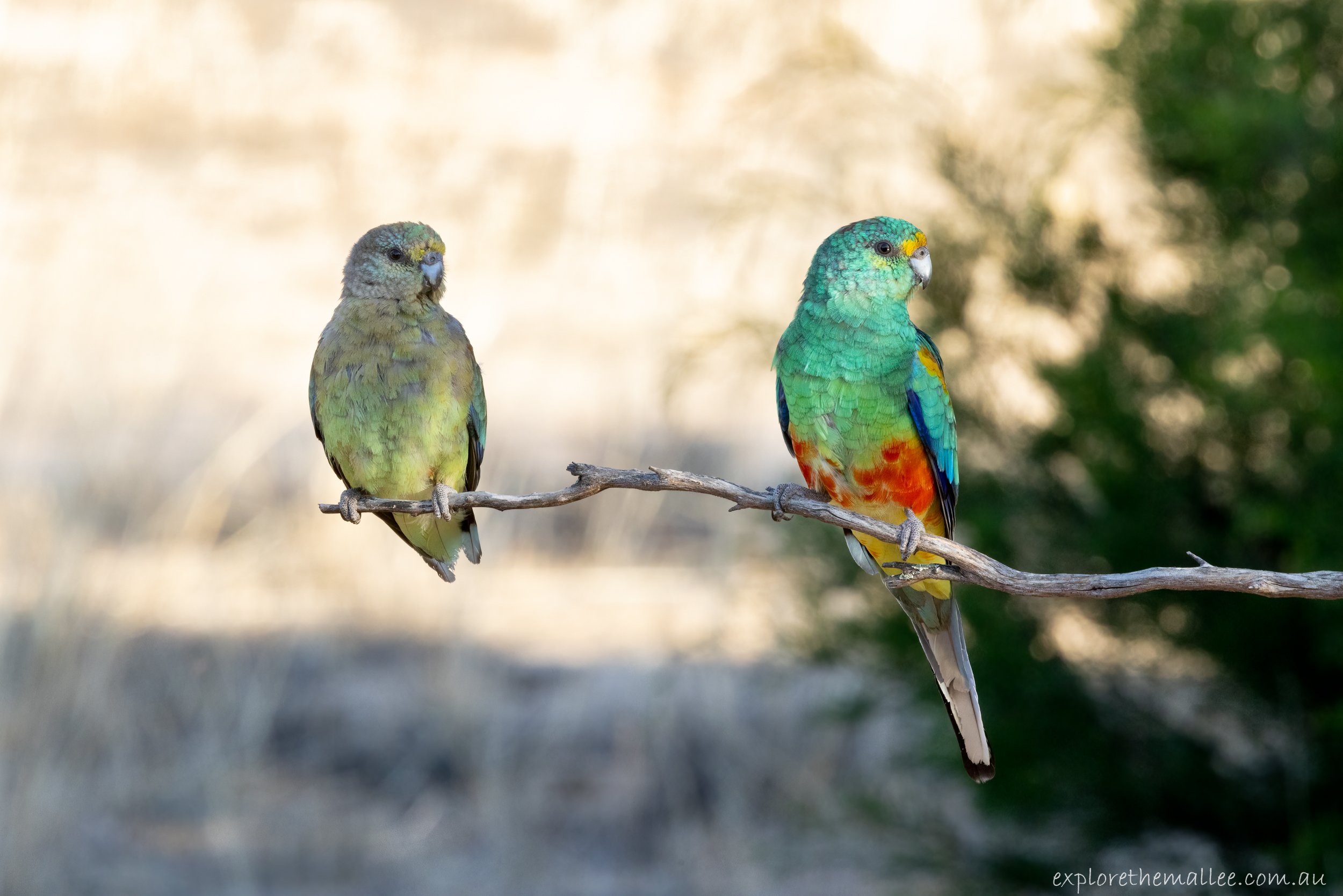 Female and male Mulga Parrots (Psephotus varius)