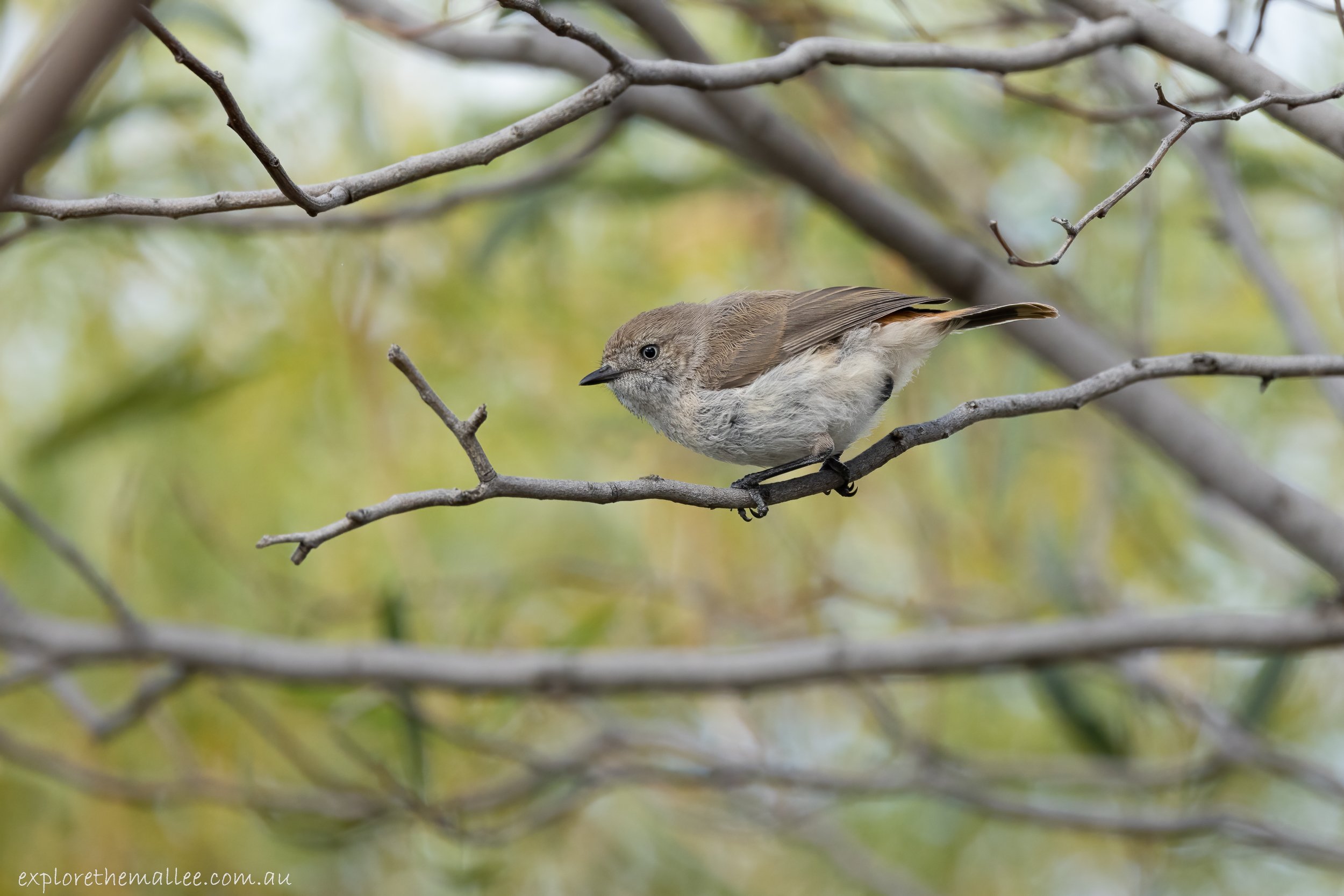 Chestnut-rumped Thornbill (Acanthiza uropygialis)