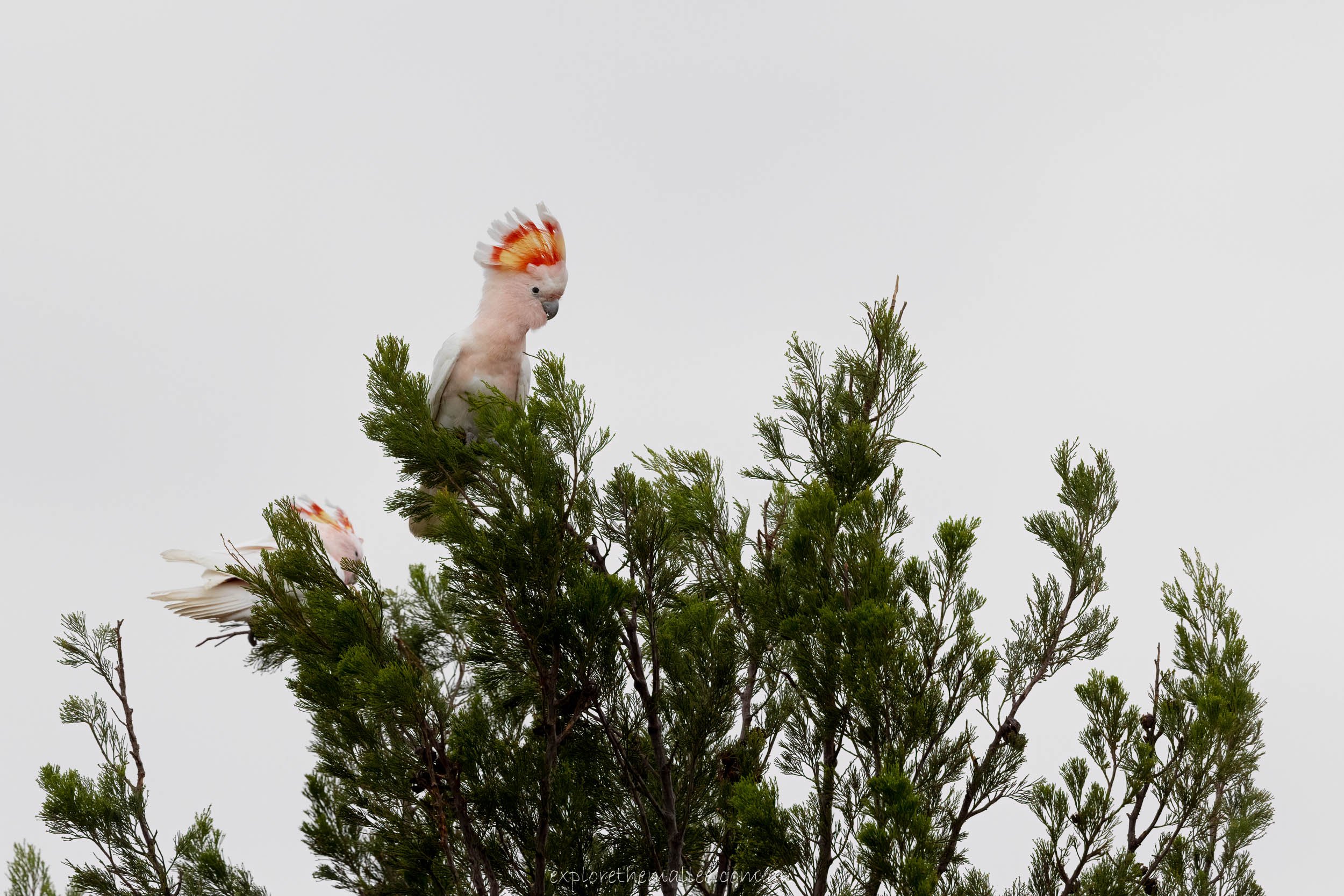 Pink Cockatoo (Lophochroa leadbeateri)