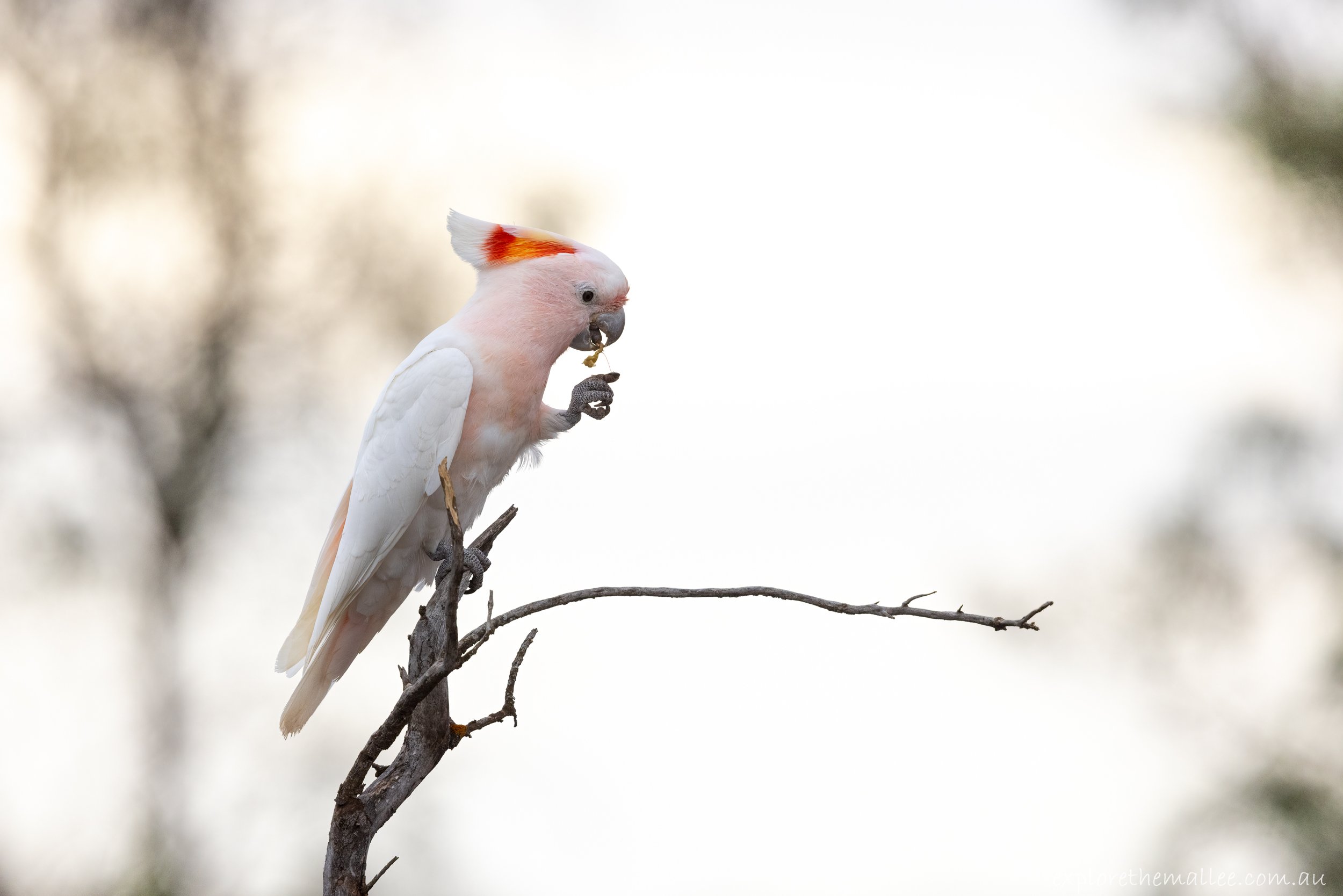 Pink Cockatoo (Lophochroa leadbeateri)