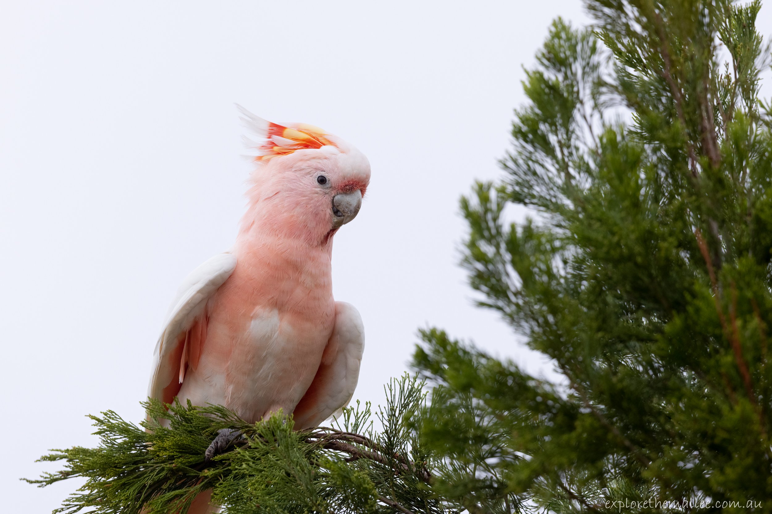 Pink Cockatoo (Lophochroa leadbeateri)