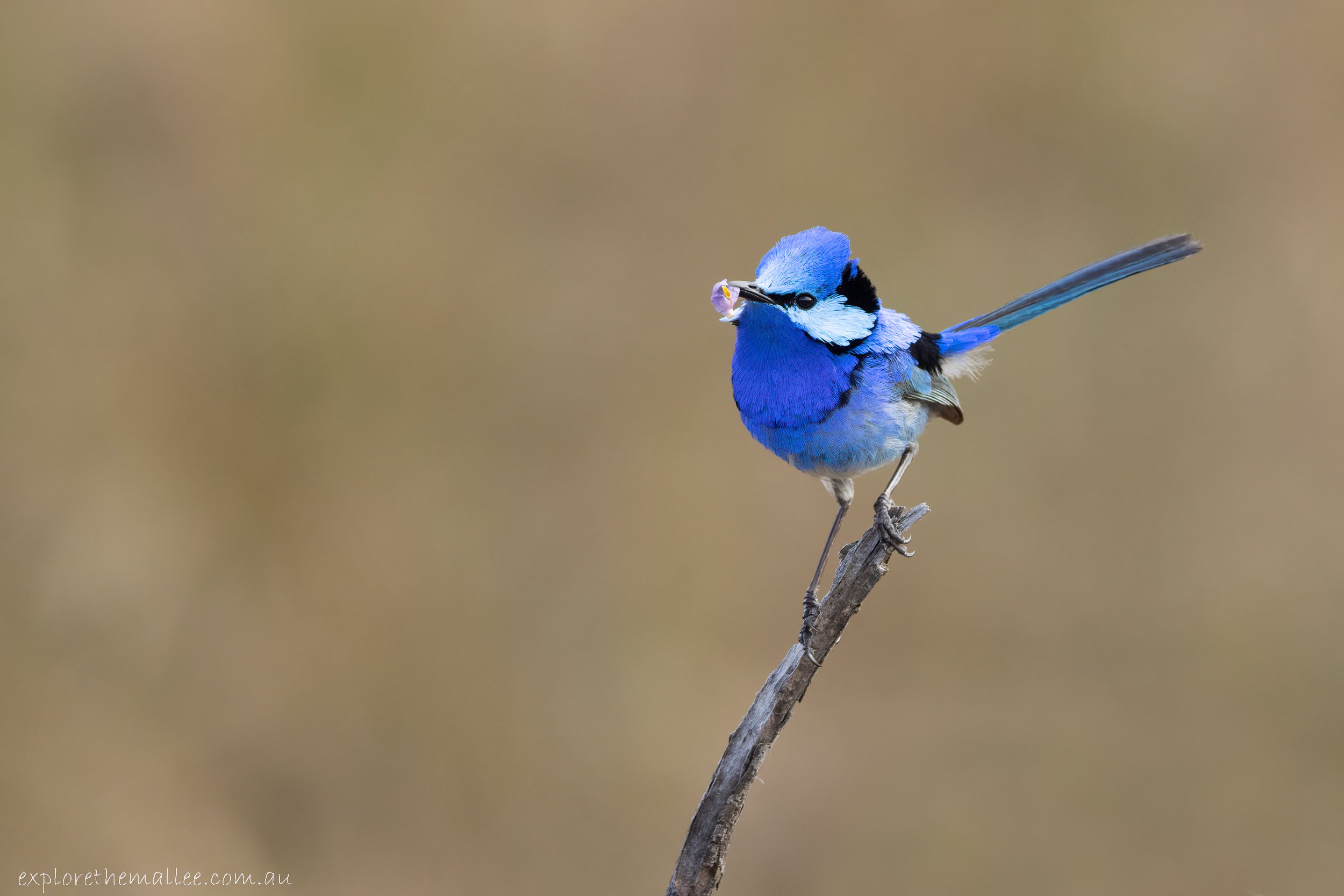 Male Splendid Fairywren (Malurus splendens)
