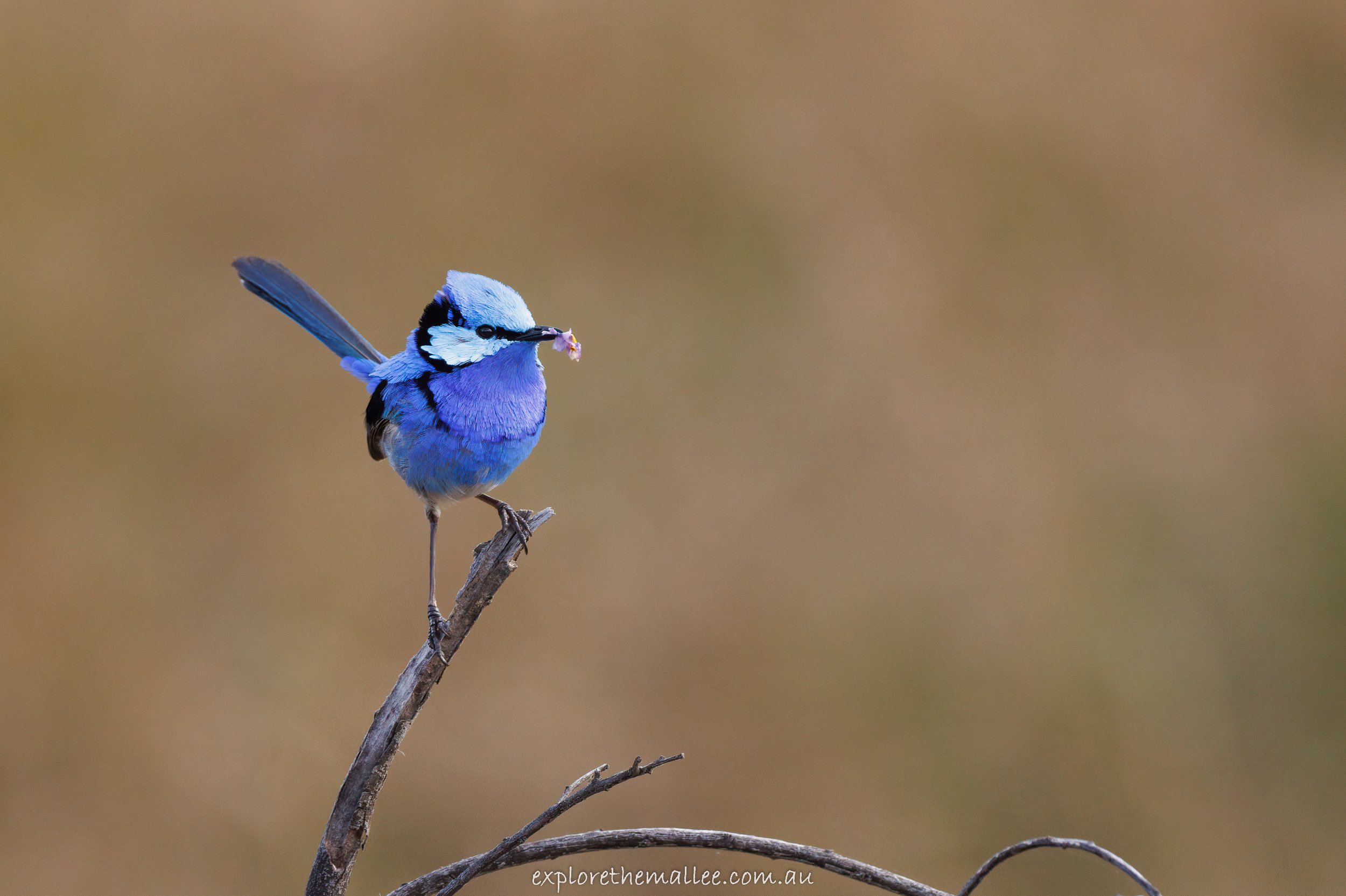 Male Splendid Fairywren (Malurus splendens)
