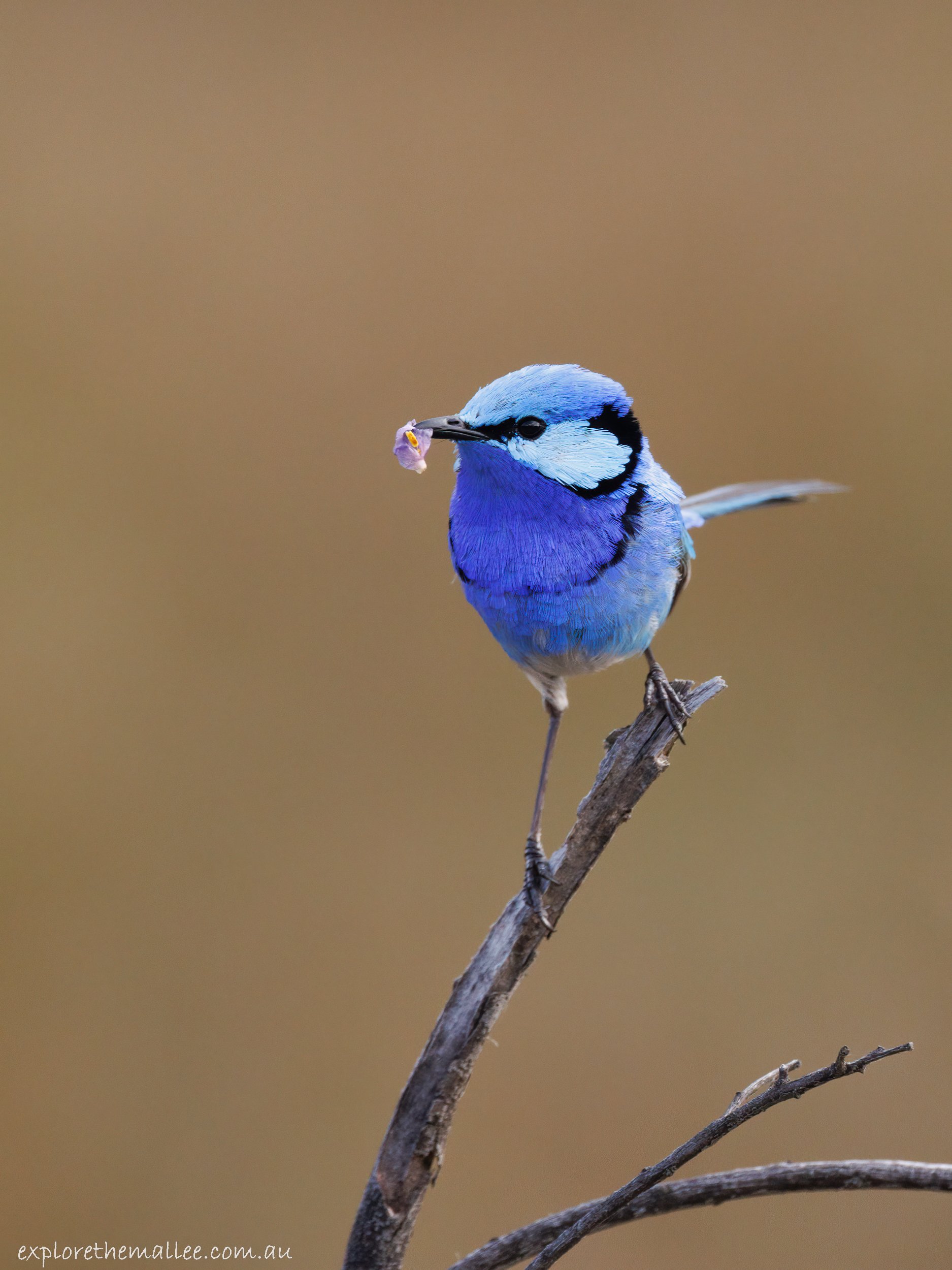 Male Splendid Fairywren (Malurus splendens)