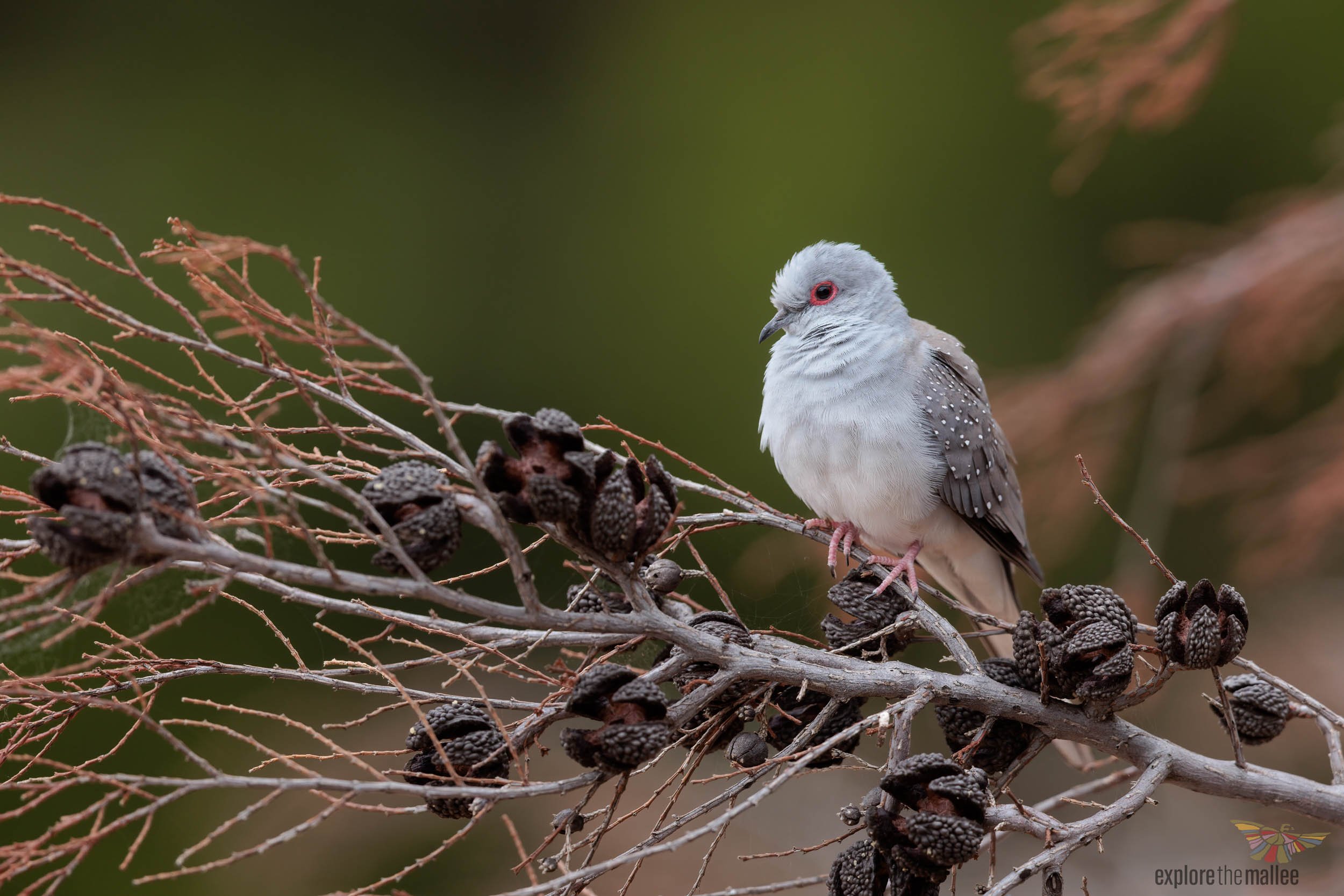 Diamond Dove (Geopelia cuneata)