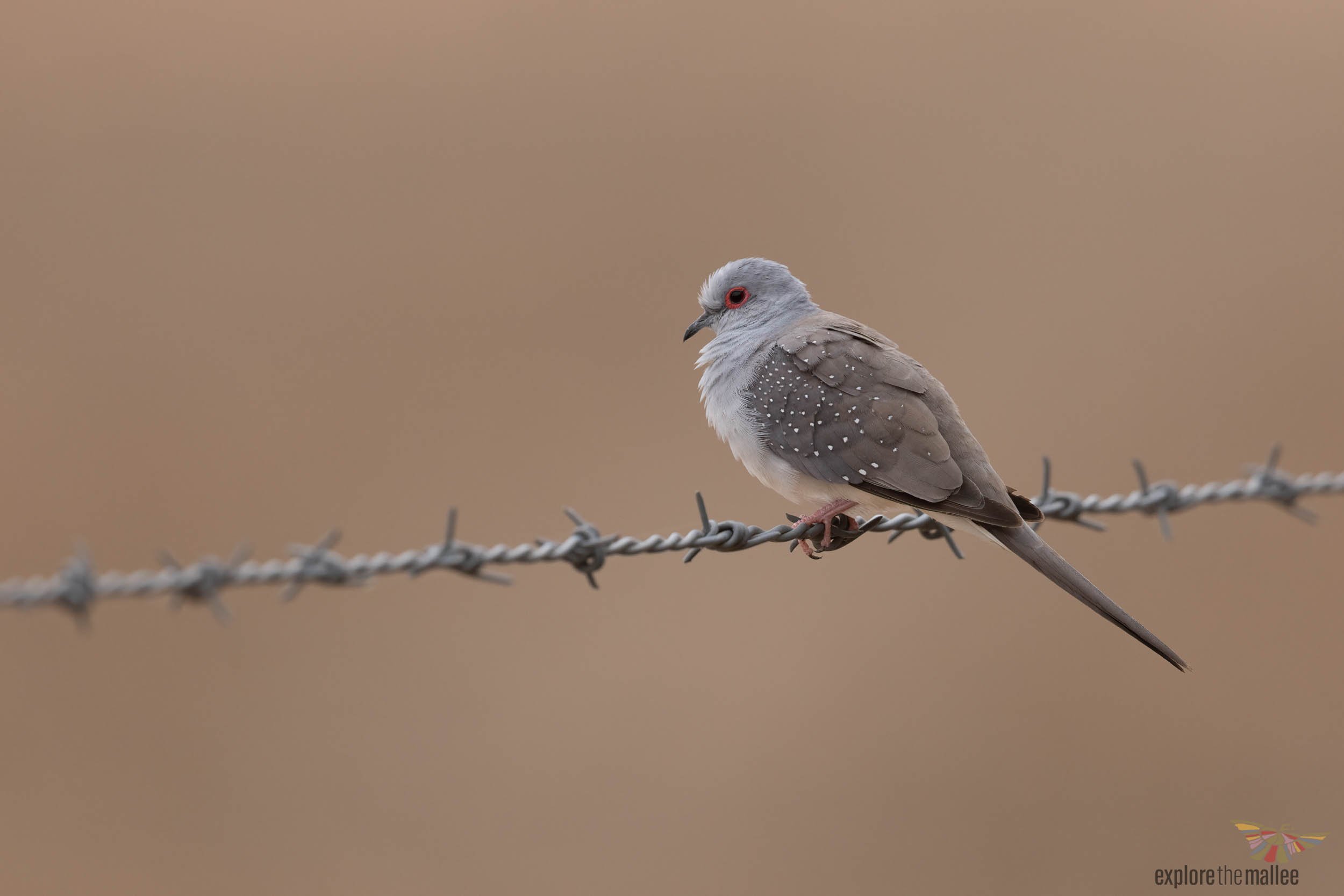Diamond Dove (Geopelia cuneata)