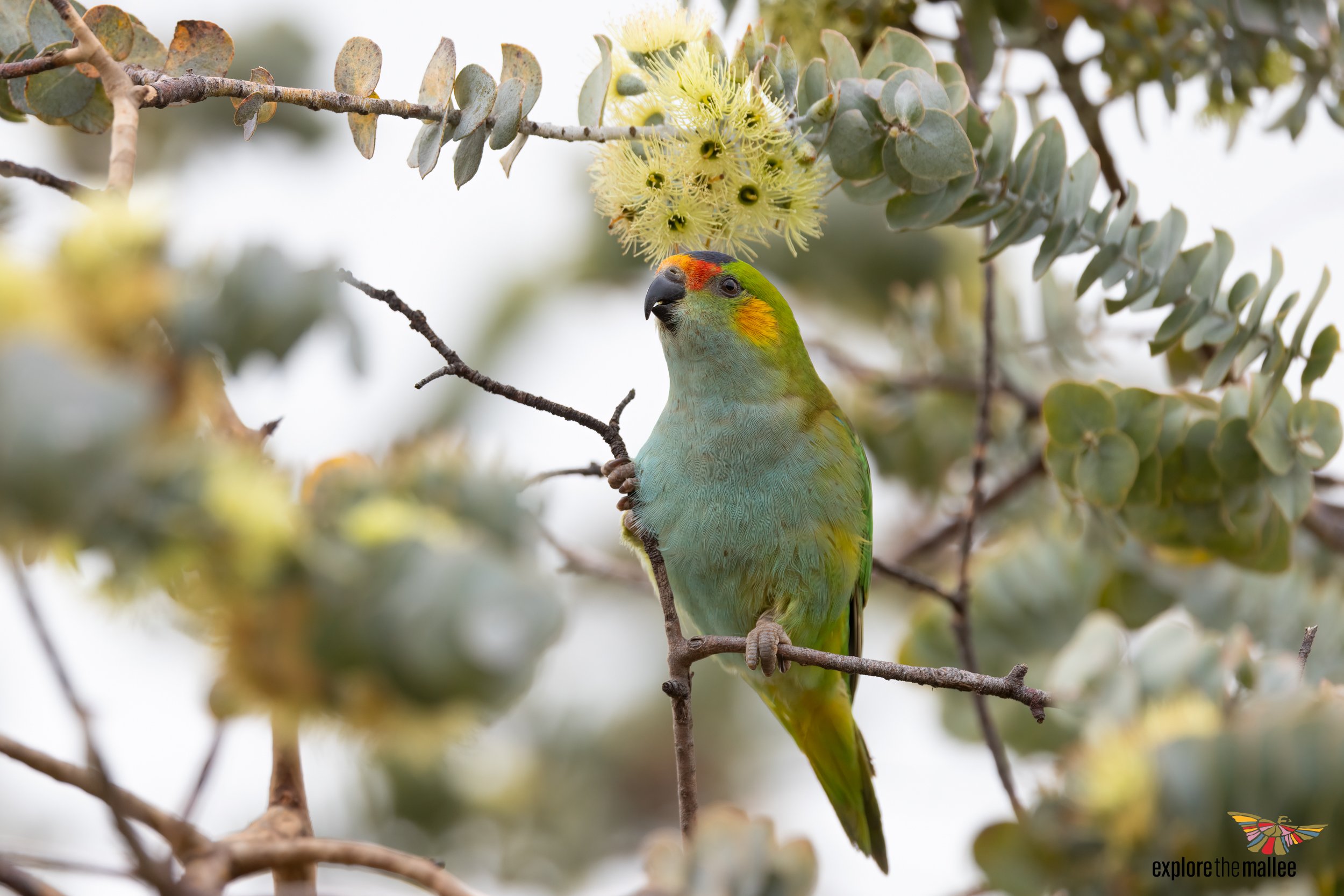 Purple-crowned Lorikeet (Parvipsitta porphyrocephala)