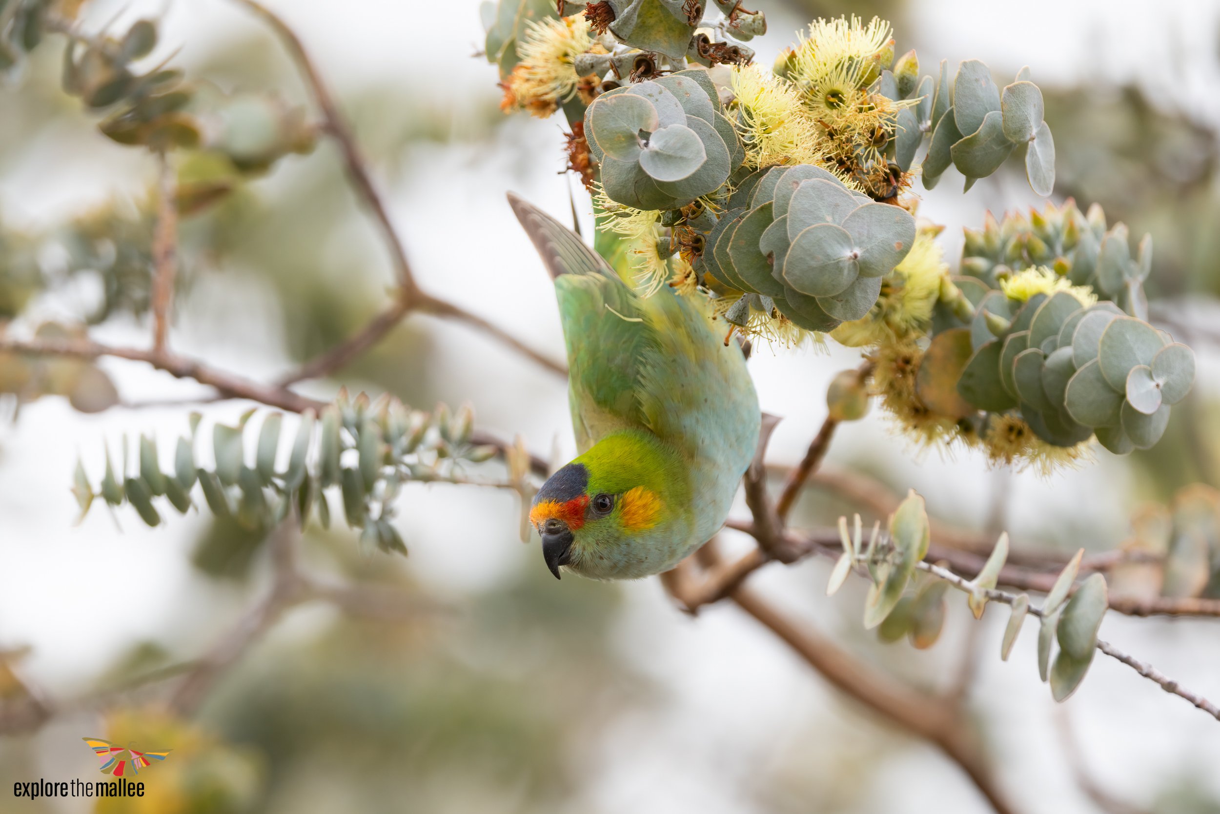 Purple-crowned Lorikeet (Parvipsitta porphyrocephala)