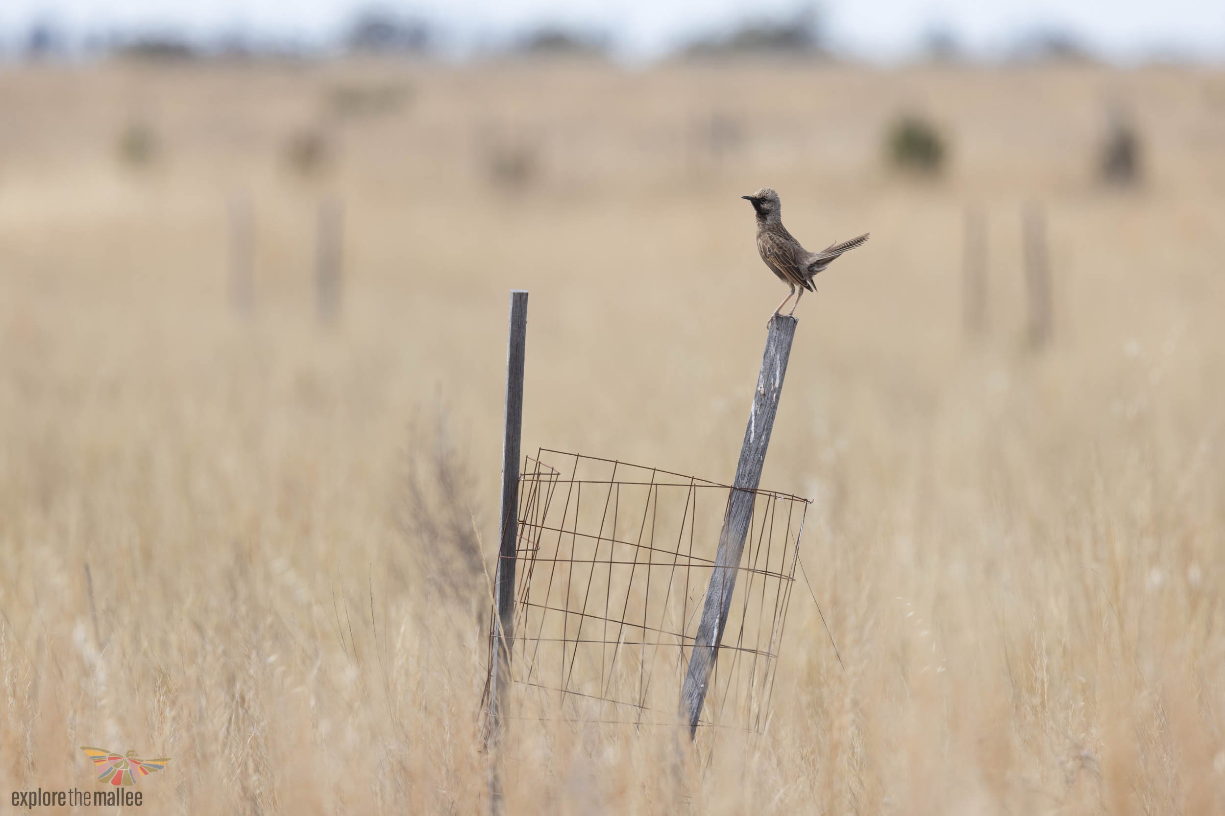 Brown Songlark (Cincloramphus cruralis)