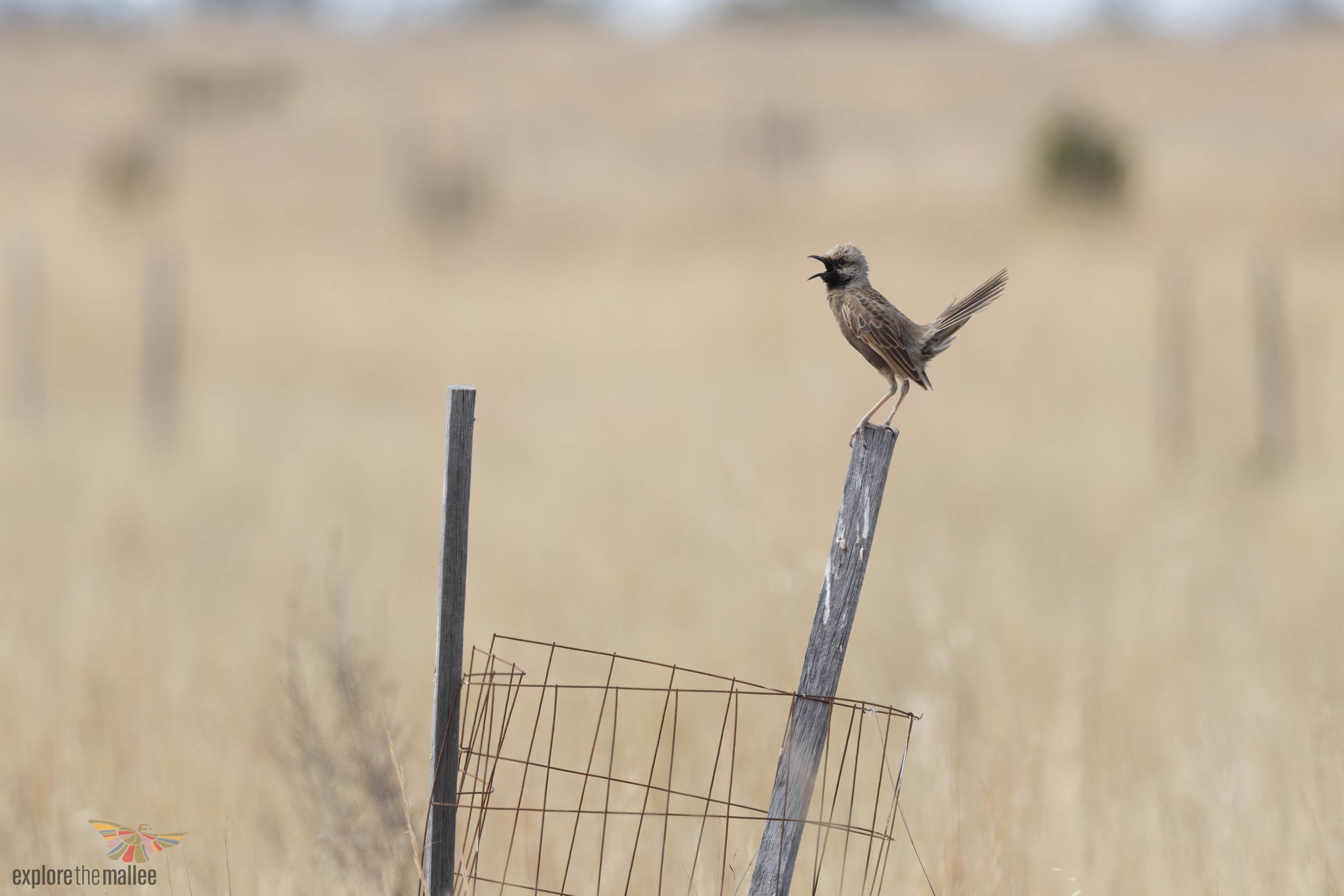 Brown Songlark (Cincloramphus cruralis)