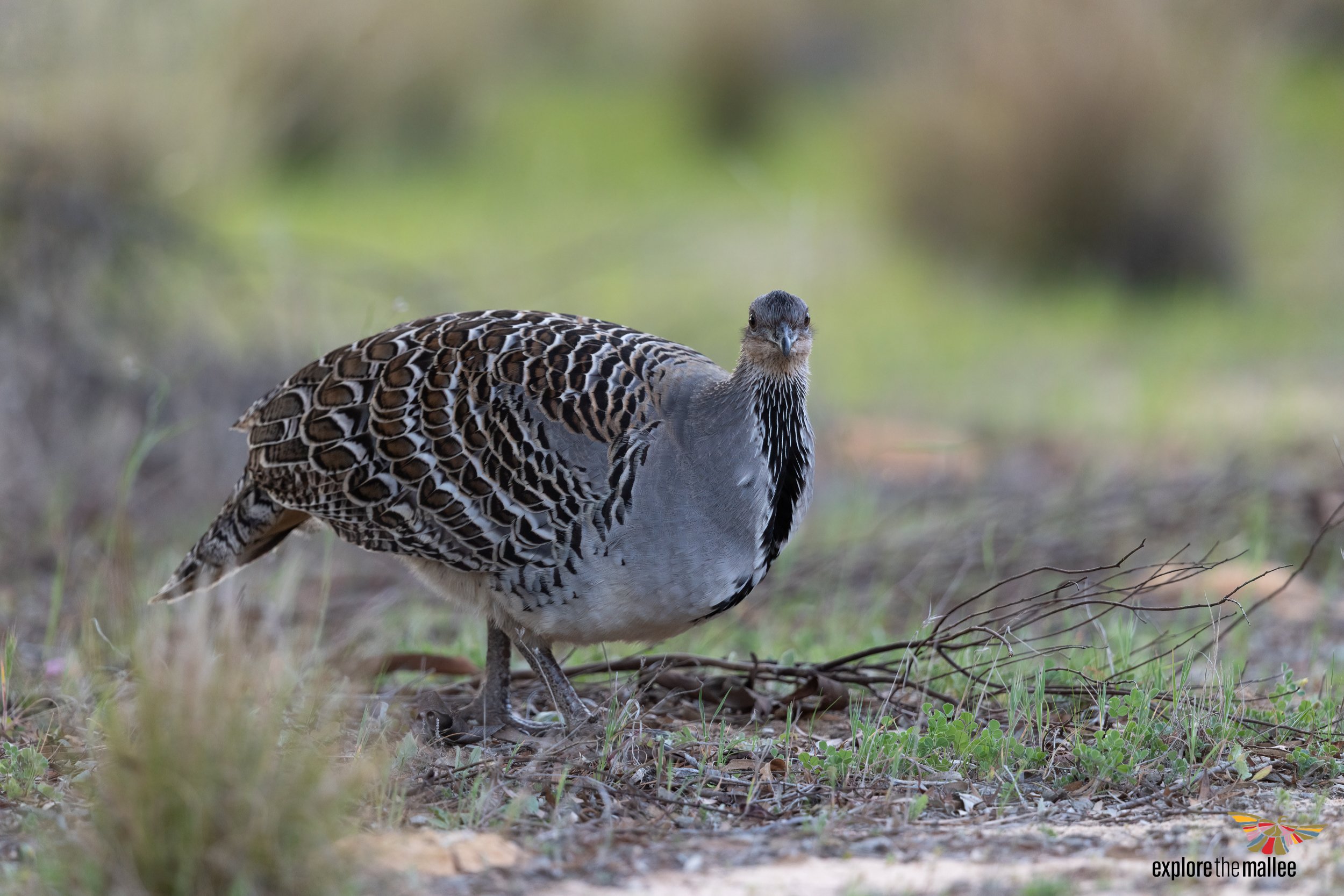 Malleefowl (Leipoa Ocellata)