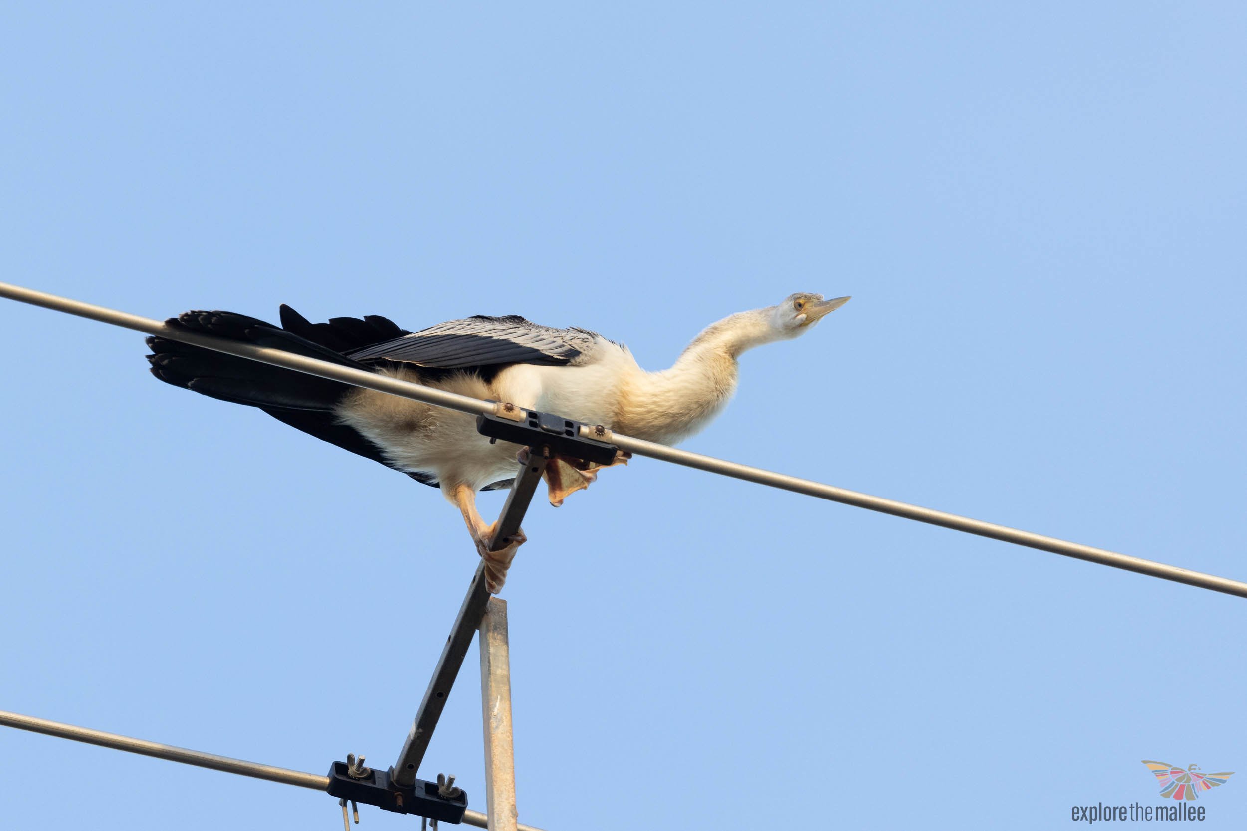 Female Australian Darter (Anhinga novaehollandiae)