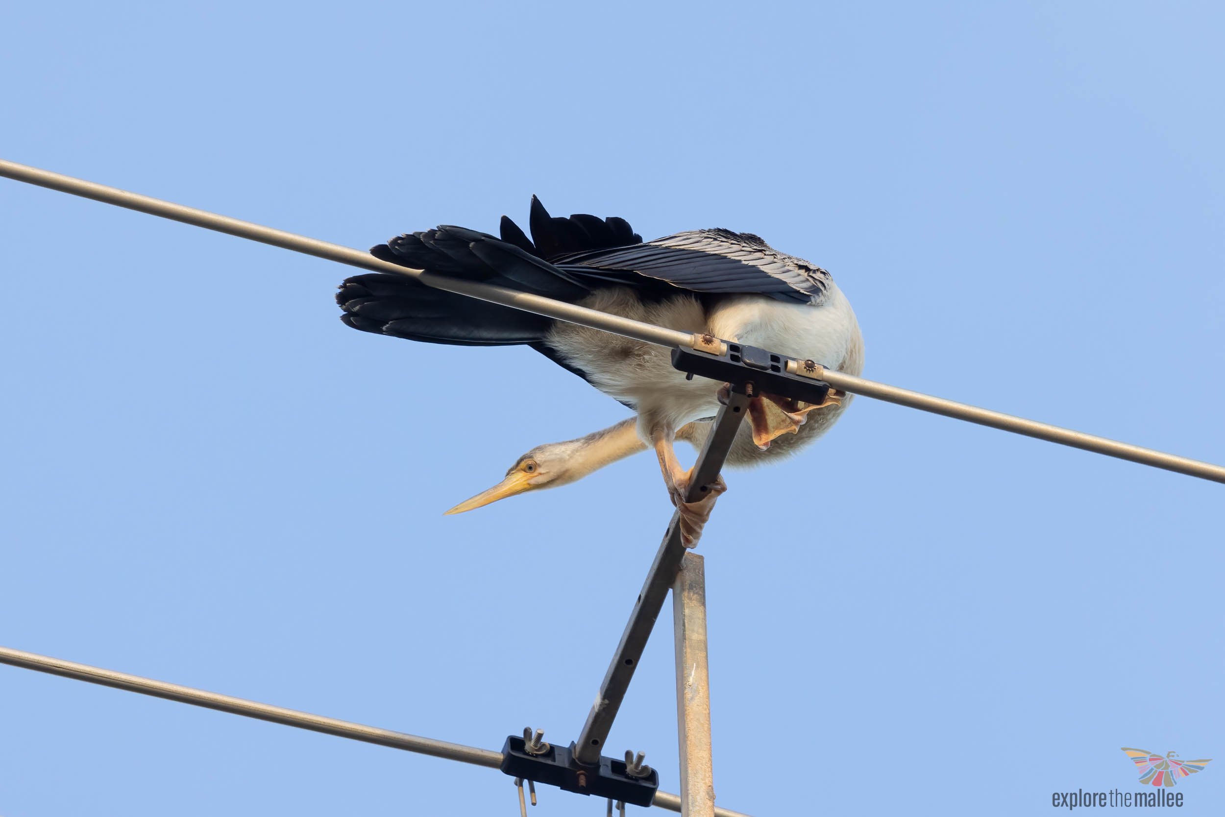 Female Australian Darter (Anhinga novaehollandiae)