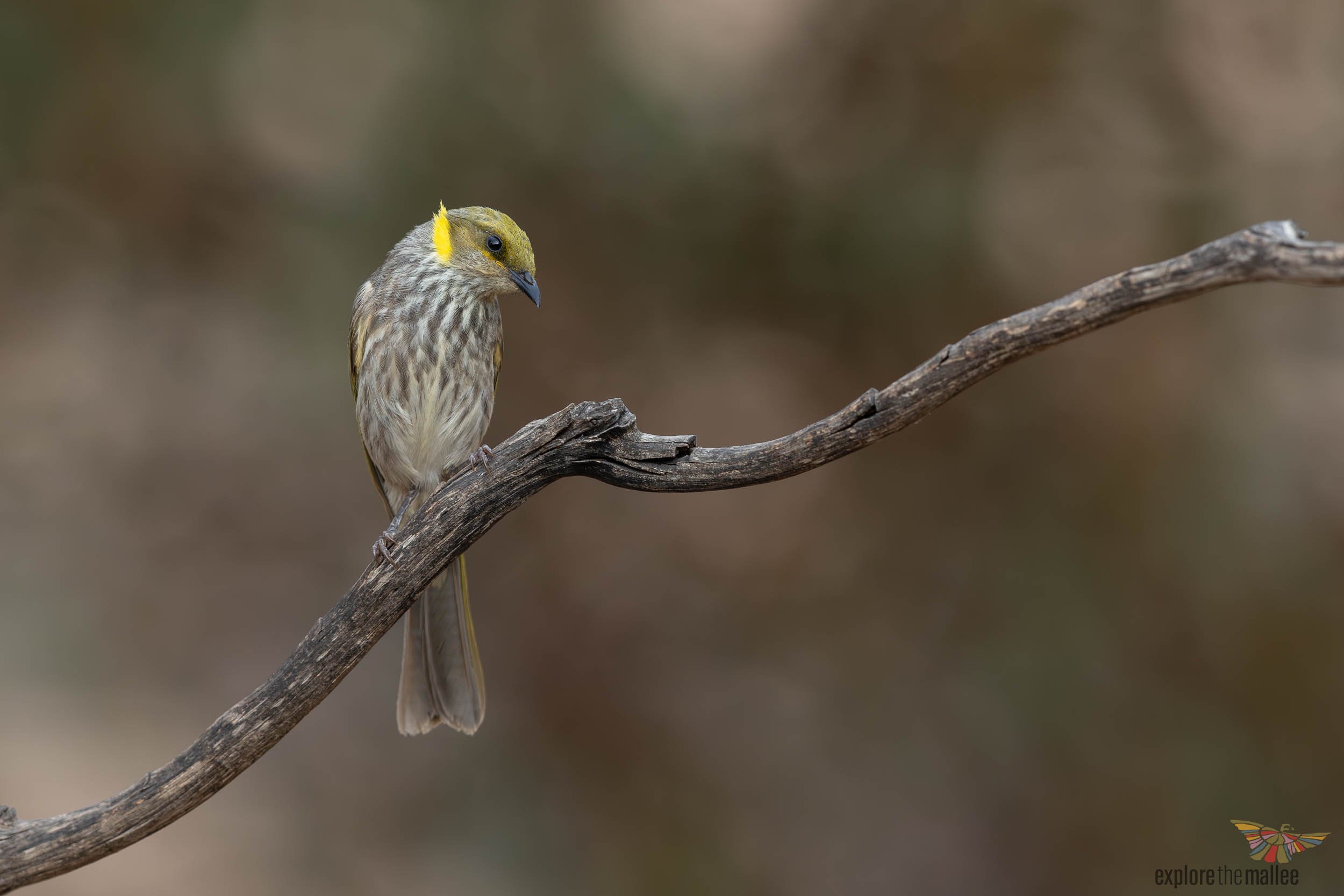 Yellow-plumed Honeyeater (Ptilotula ornata)