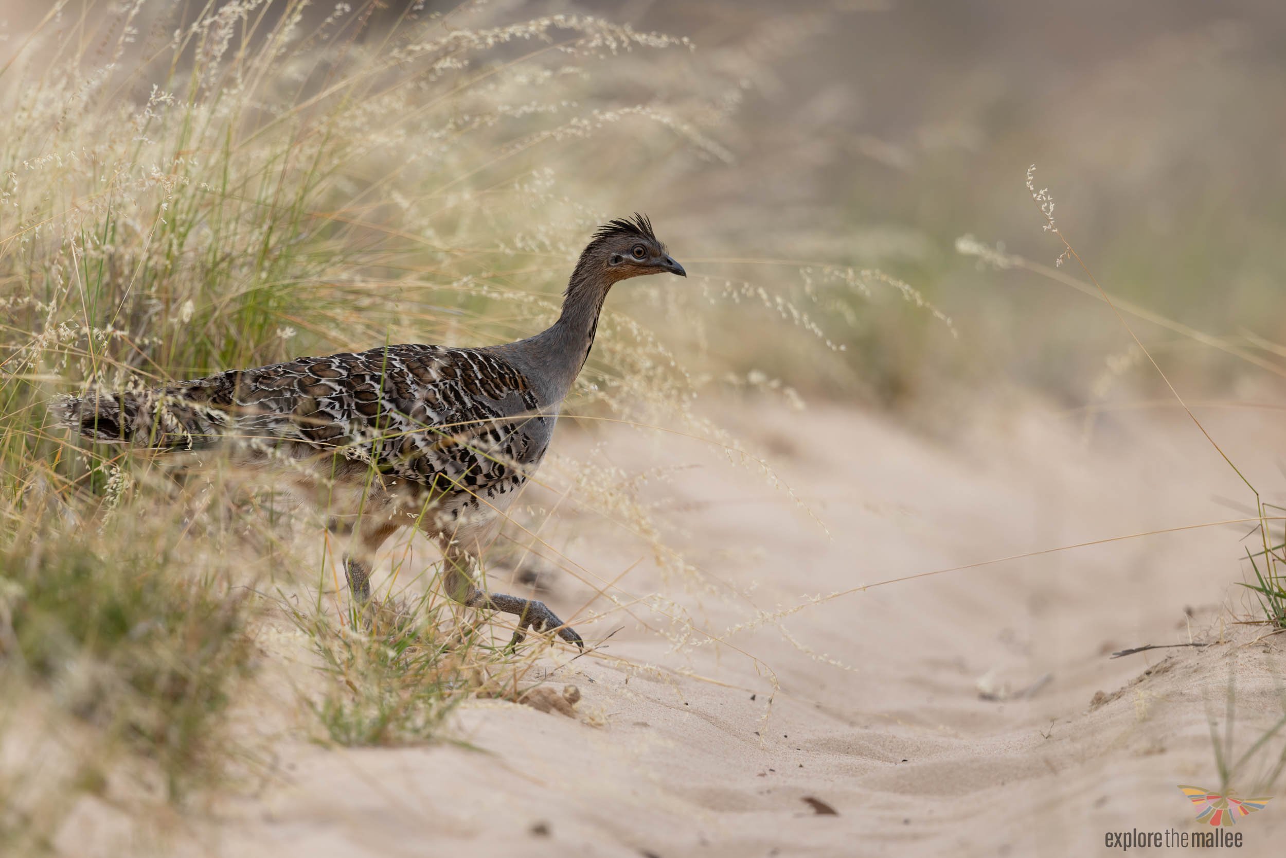 Malleefowl (Leipoa ocellata)