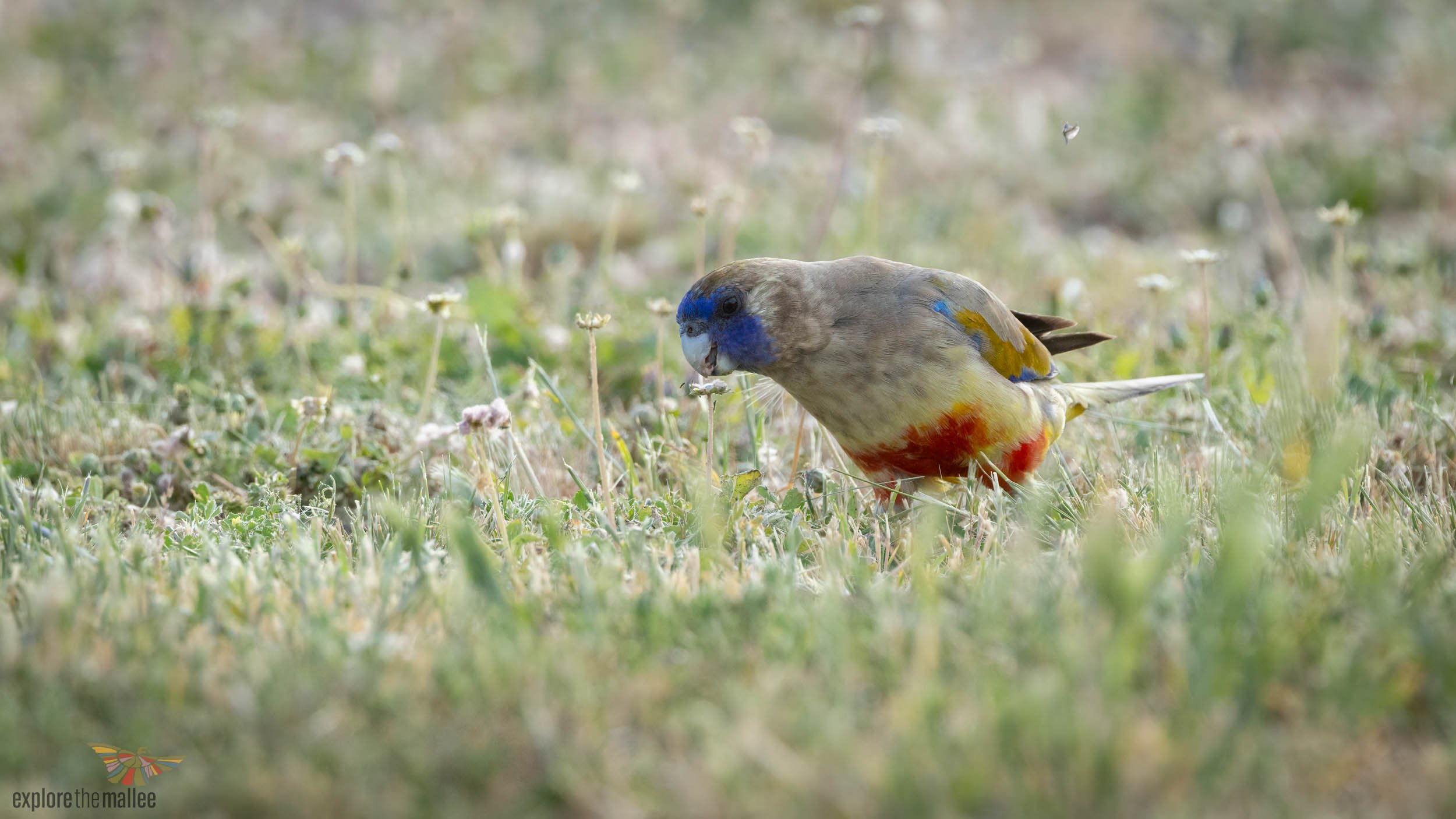 Bluebonnet (Northiella haematogaster)