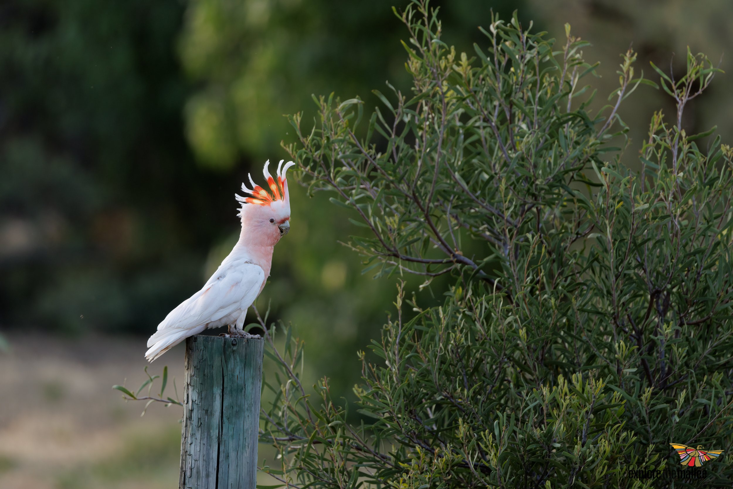 Female Pink Cockatoo (Lophochroa leadbeateri)