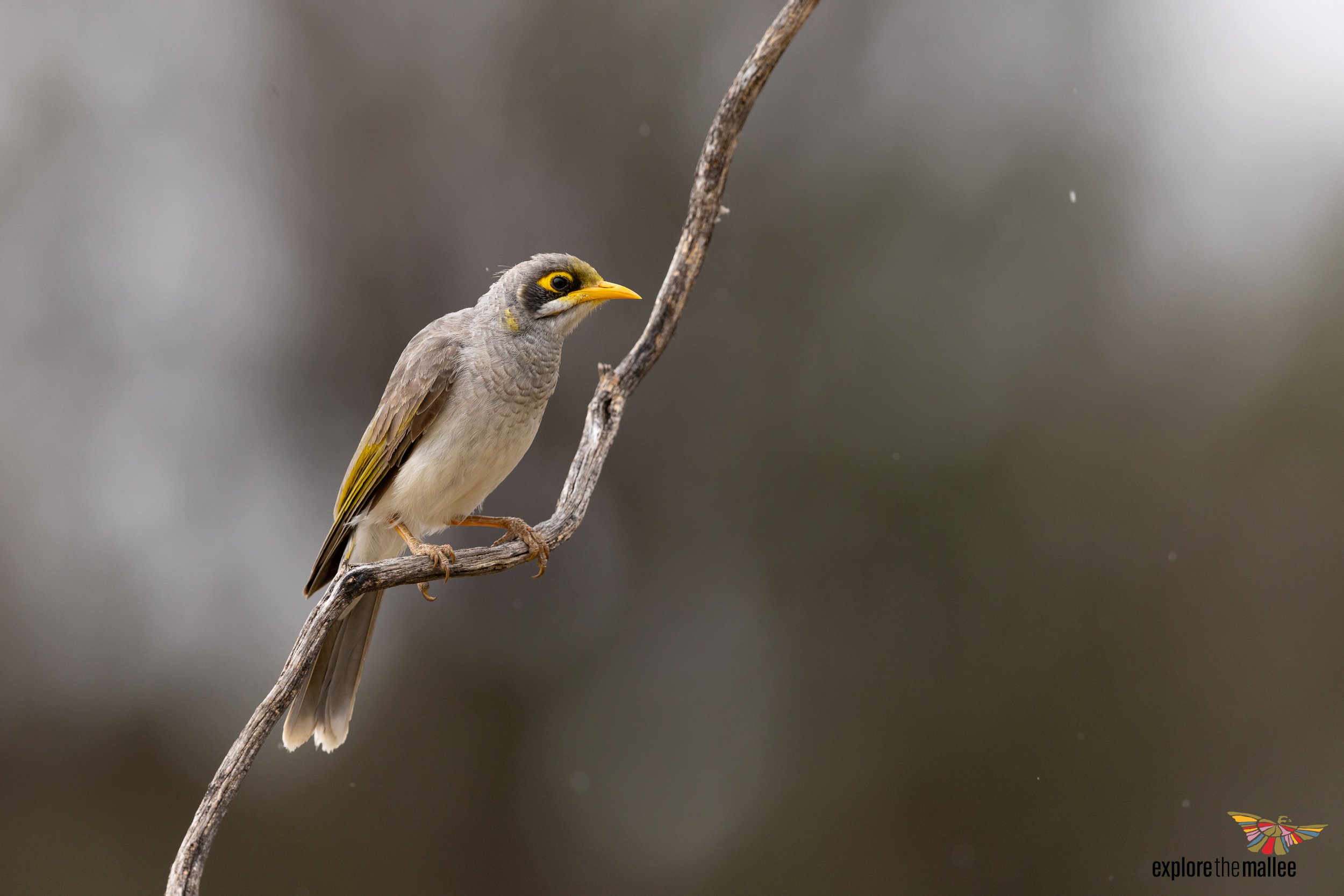 Yellow-throated Miner (Manorina flavigula)