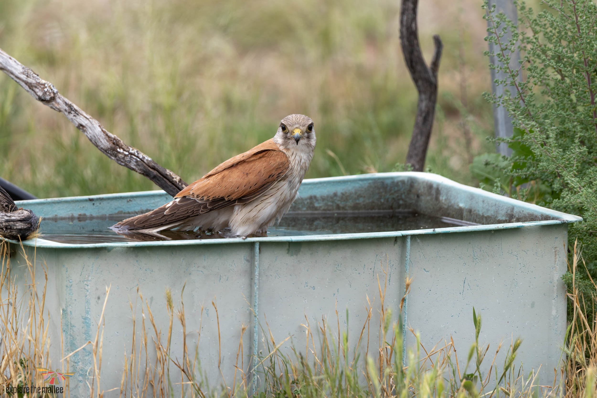 Male Nankeen Kestrel (Falco cenchroides)