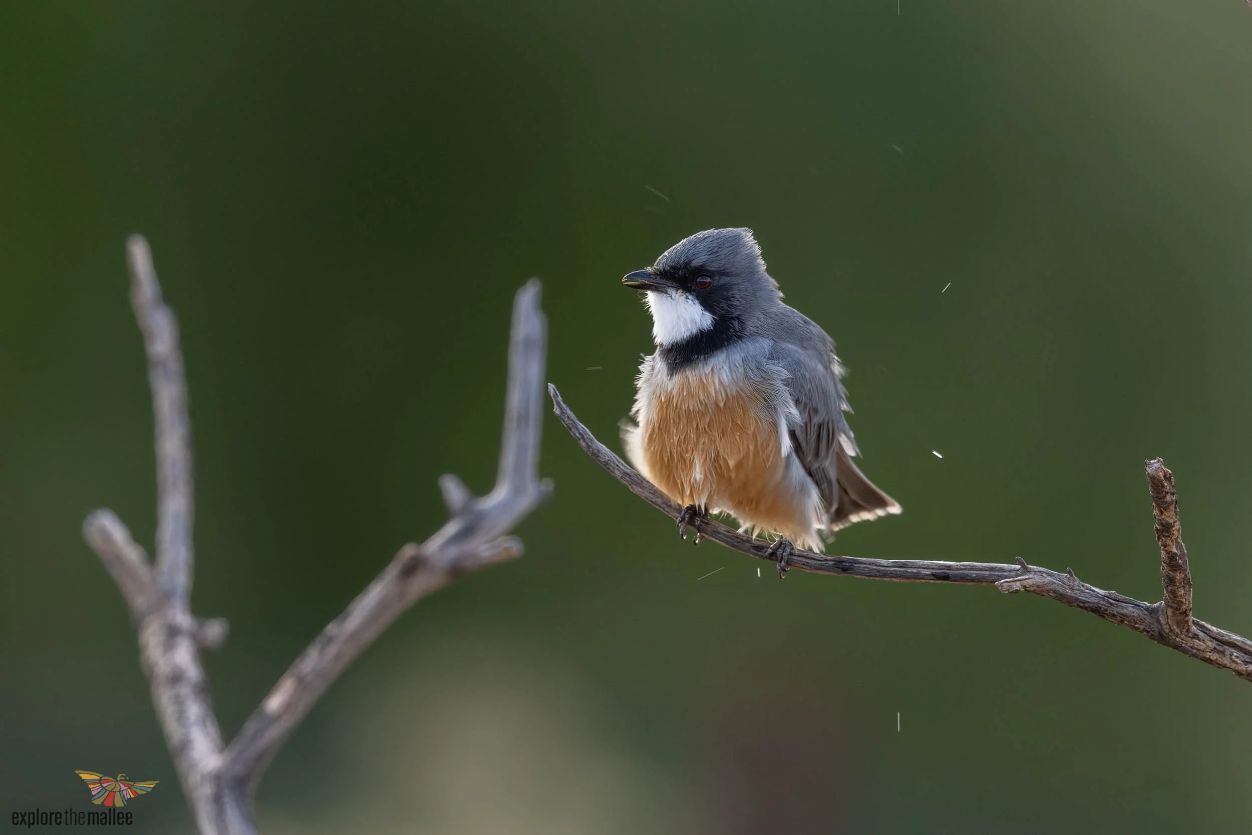 Male Rufous Whistler (Pachycephala rufiventris)