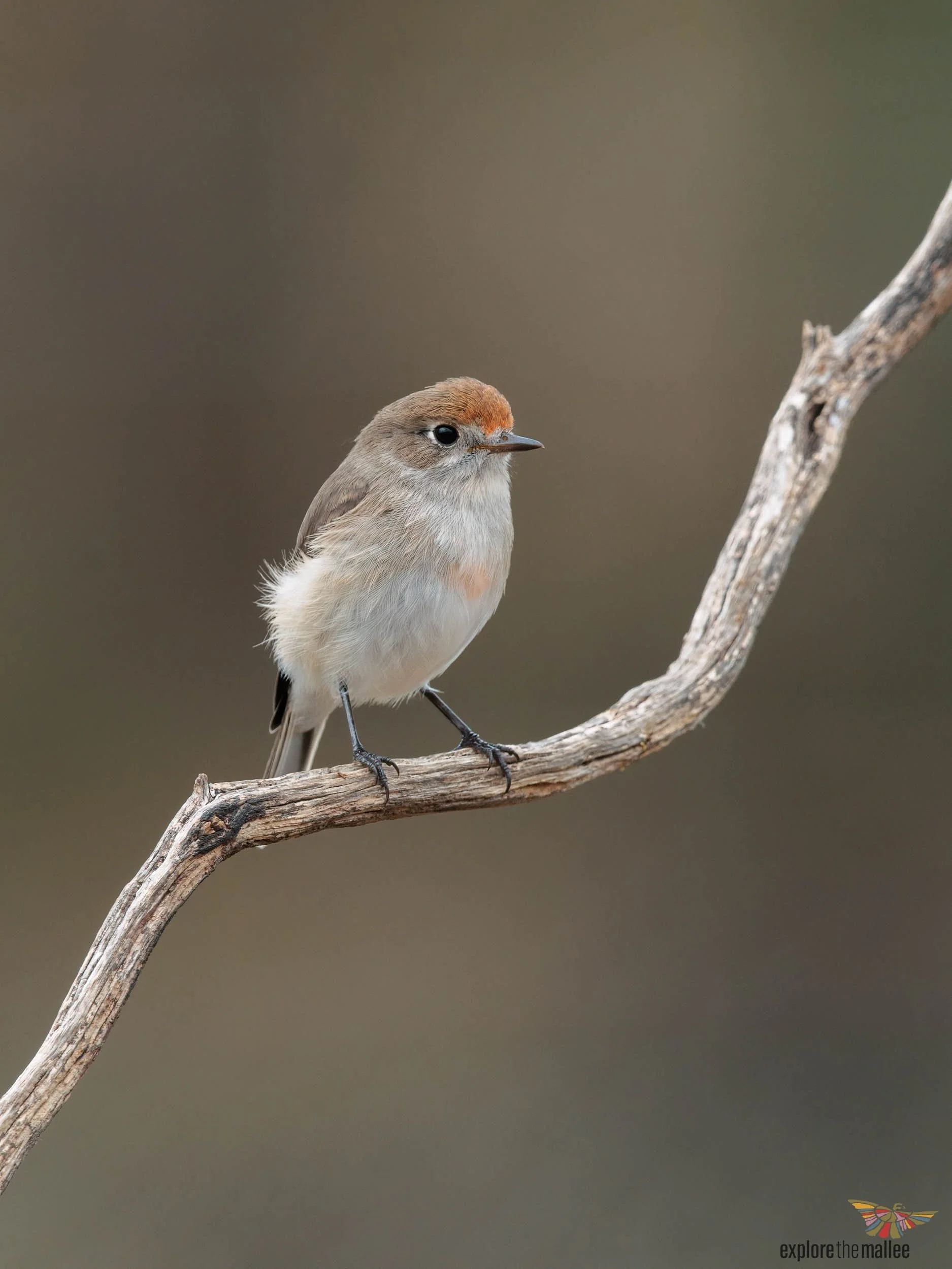 Red-capped Robin (Petroica goodenovii)