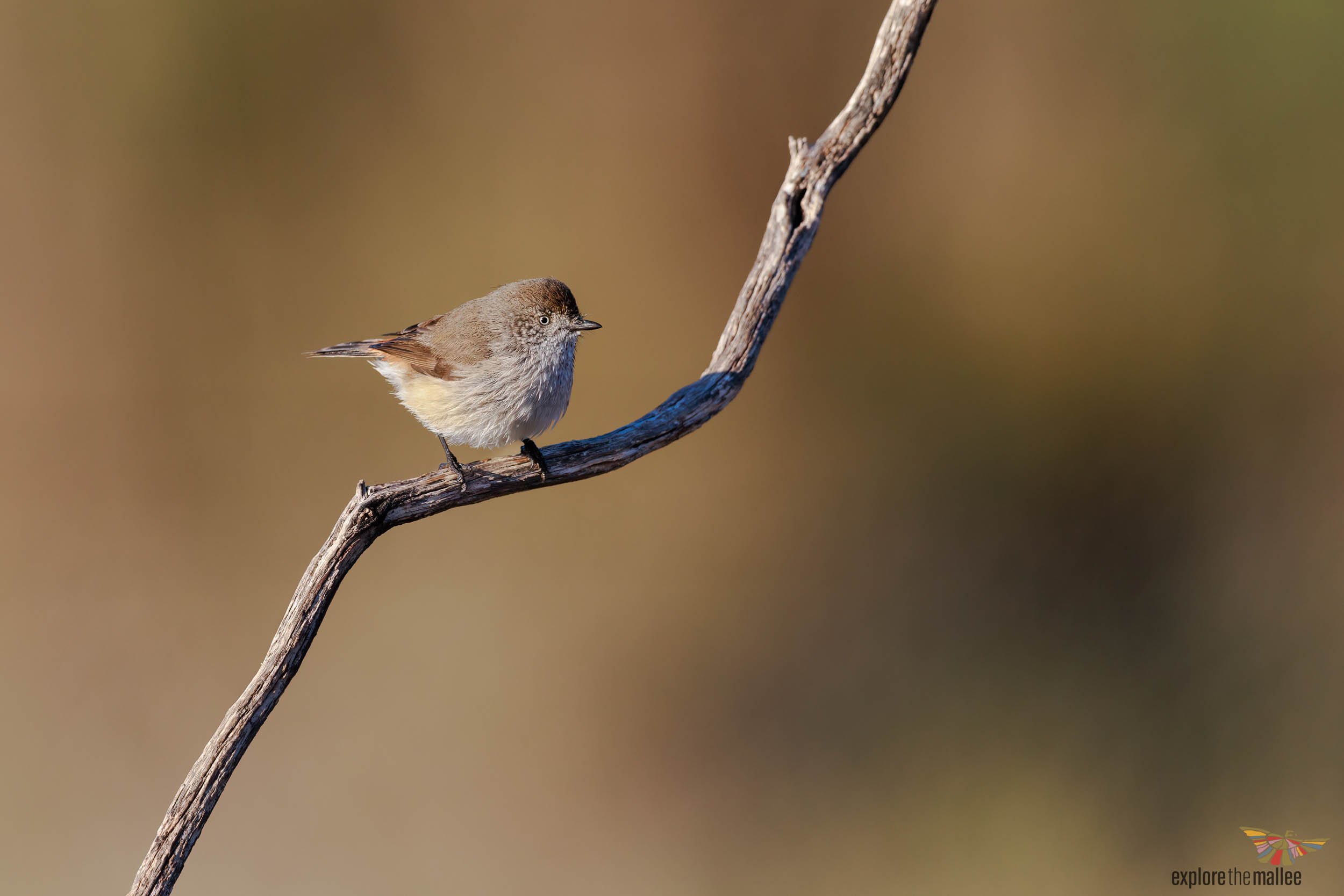 Chestnut-rumped Thornbill (Acanthiza uropygialis)
