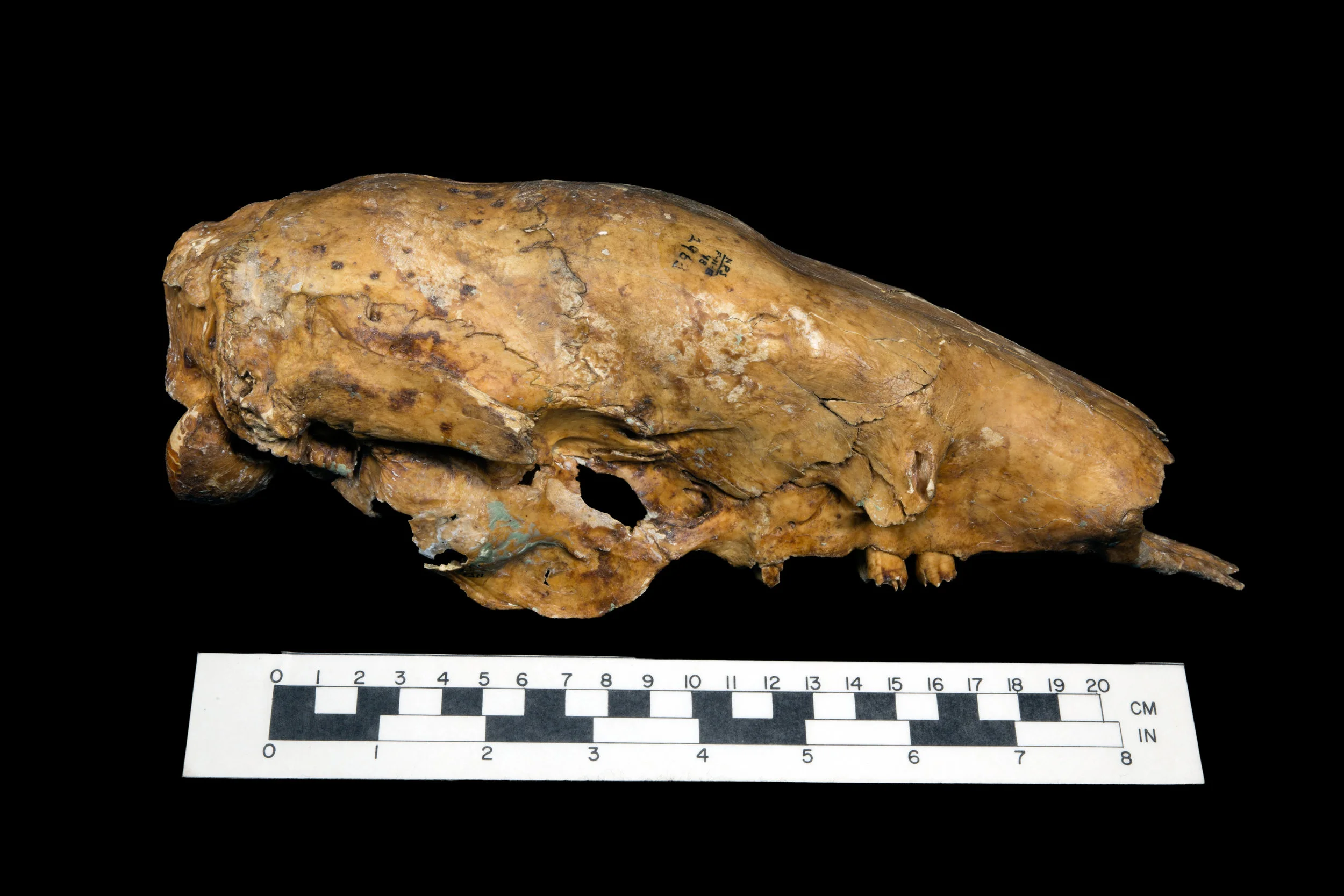 Shasta ground sloth (Nothrotheriops shastensis) skull