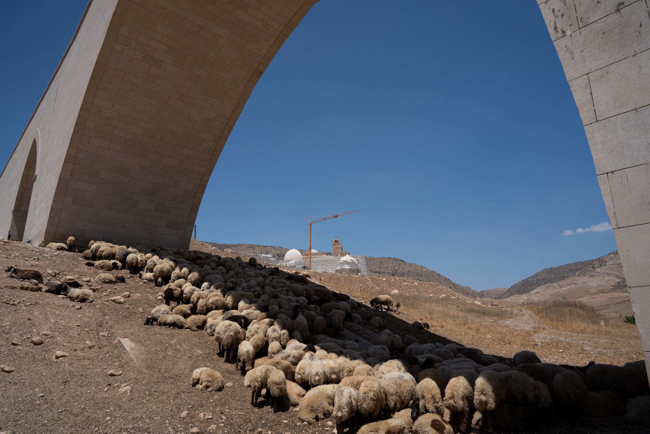 A family's flock rests below the a bridge in New Hasankeyf