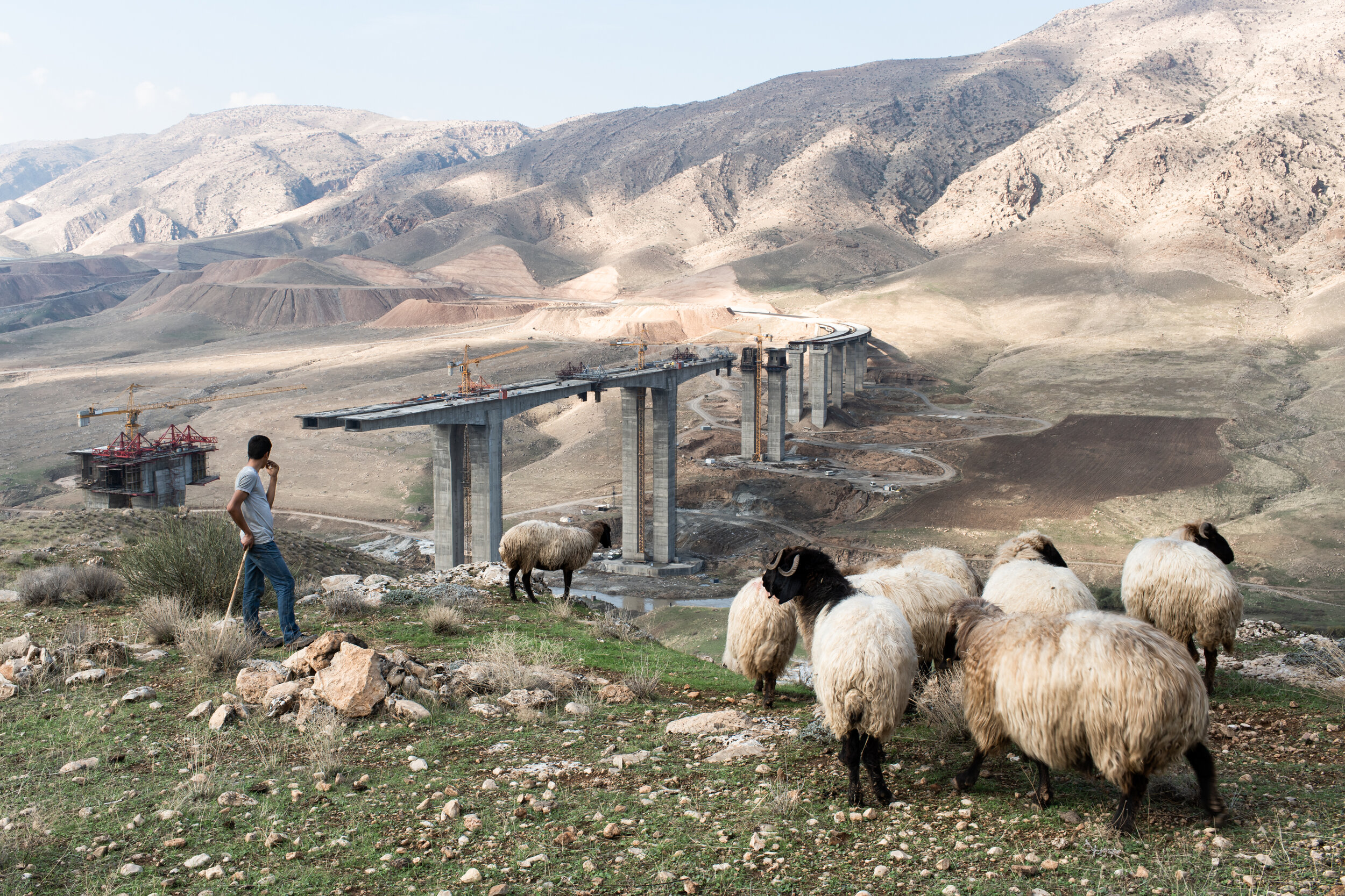 Mehmet Amin, 17, tends his flock above the Tigris River and the new Hasankeyf Bridge