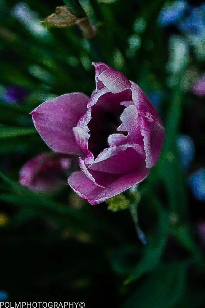 A flower can be dim beautiful.jpg