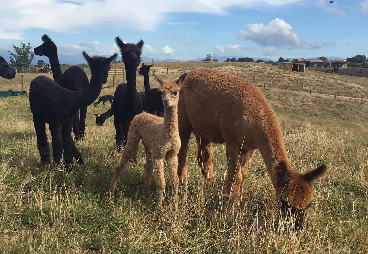 Athena and some our Spring black babies