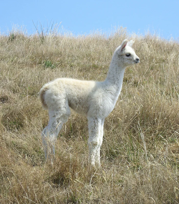 Pejo Savanna