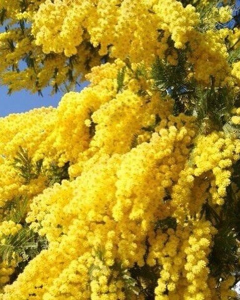.
may the flowers remind us
why the rain is necessary
- Xan Oku

Image from Pinterest

#growth #happyweekend #quotablequote #yellow #gold #flowers #wattle #inspiration #mimosa #motivation