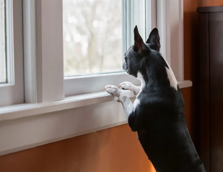 Pet-Friendly Interiors (4).jpg