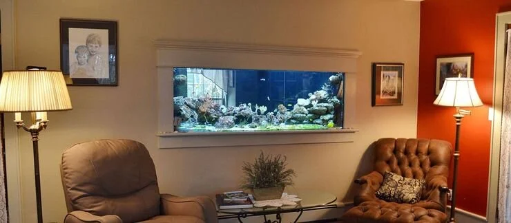 Wall Aquarium.jpeg