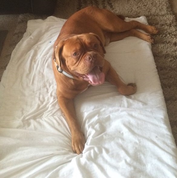 Hooch on duvet 2.jpg