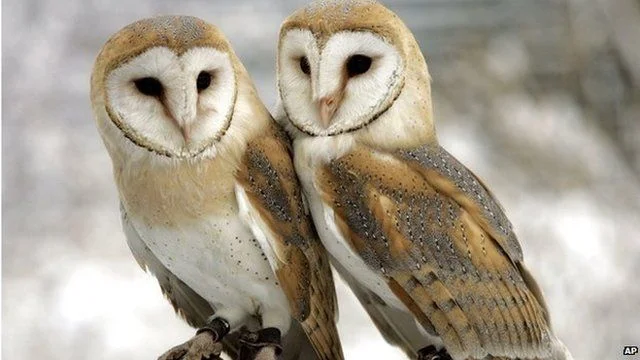 pair of owls.jpg