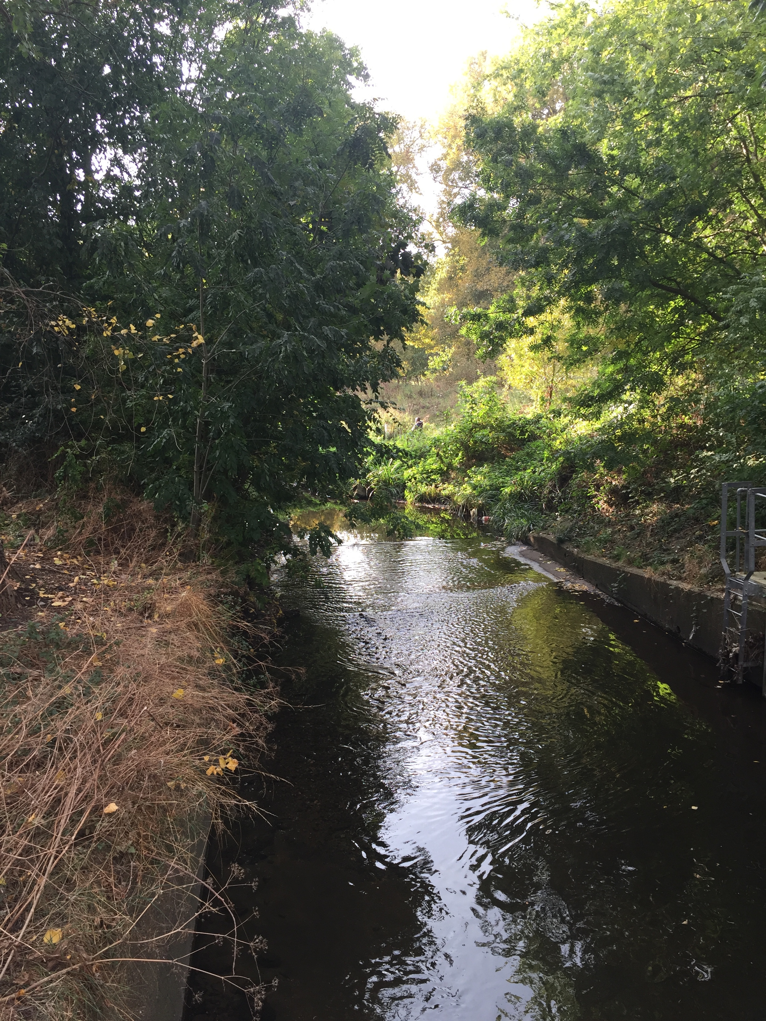 LadywellFields-Step-006.jpeg