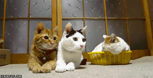 Ironically, here’s a cat gif distraction that superbly sums up my point.