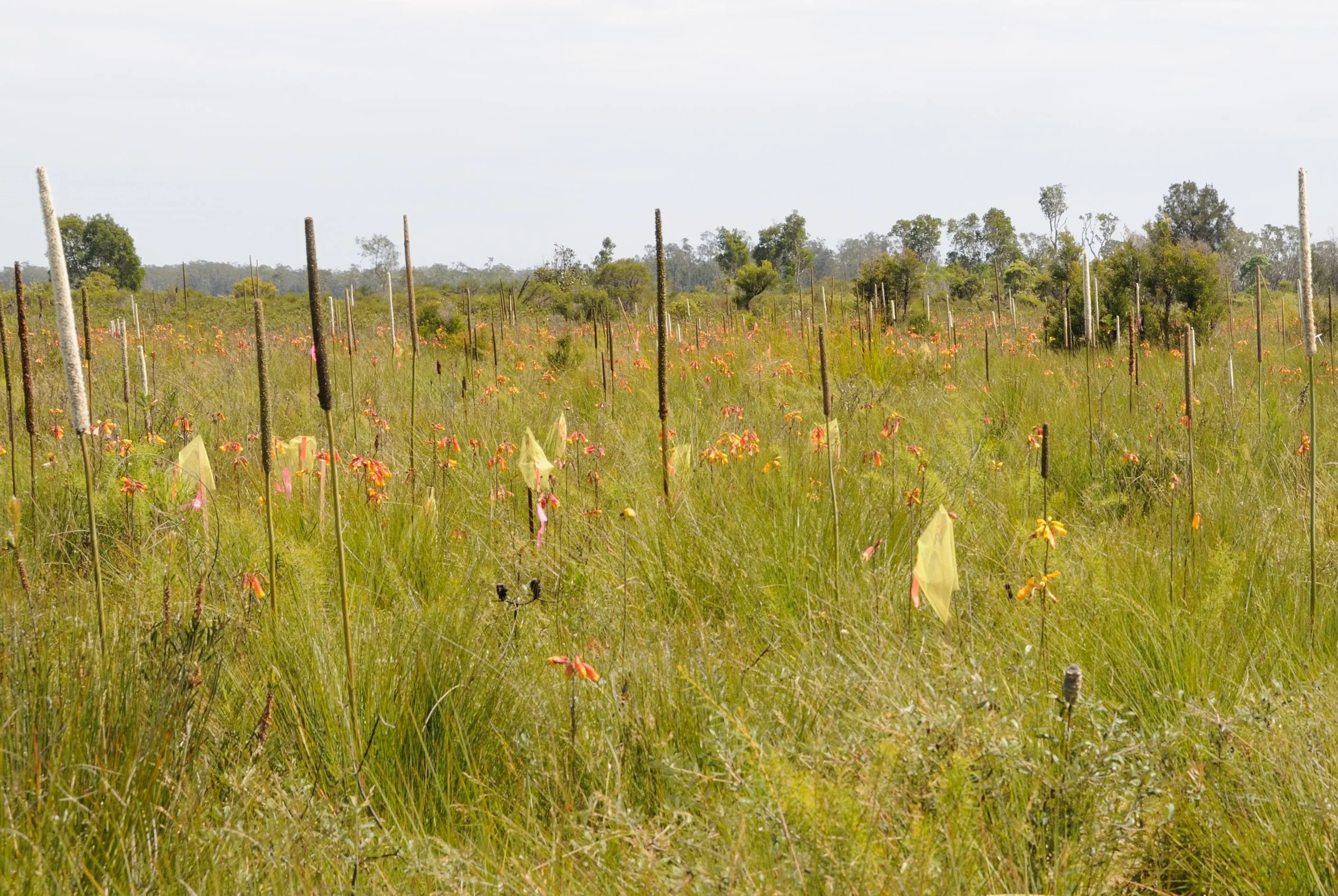 Christmas Bells Research: Bagged flowers near Pt Macquarie, NSW